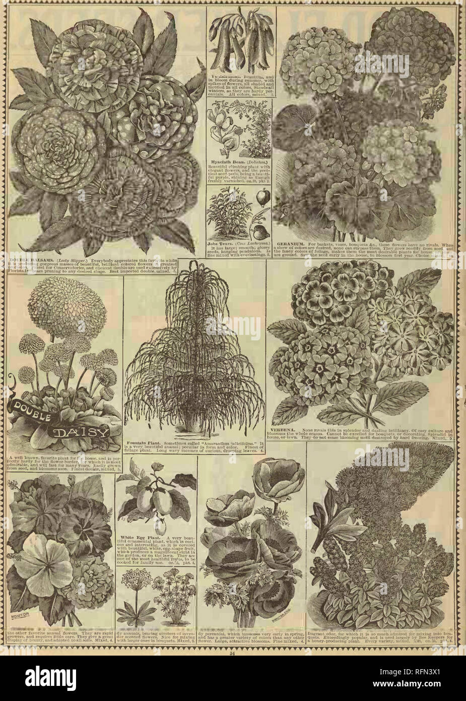 . R.H. Shumway's illustrated garden guide. Nursery stock Illinois Rockford Catalogs; Flowers Seeds Catalogs; Vegetables Seeds Catalogs. . Please note that these images are extracted from scanned page images that may have been digitally enhanced for readability - coloration and appearance of these illustrations may not perfectly resemble the original work.. R. H. Shumway Seedsman (Firm). Stock Photo