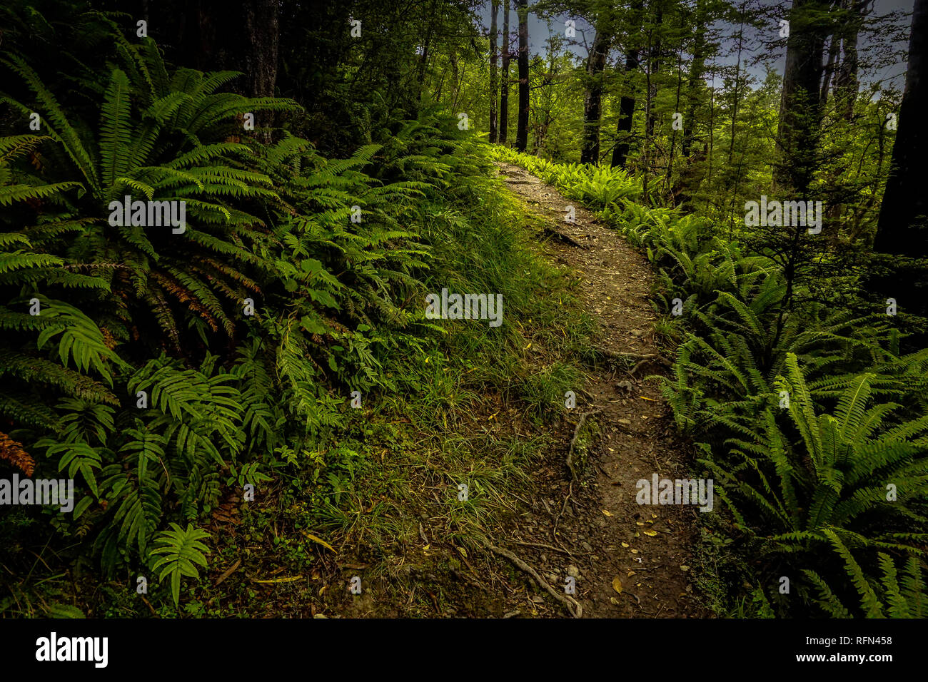 A quiet forest path in New Zealand with rich green ferns and dark brown trees.A peaceful walk in the woods. Photo taken in Oxford Forest, NZ, in 2019. Stock Photo