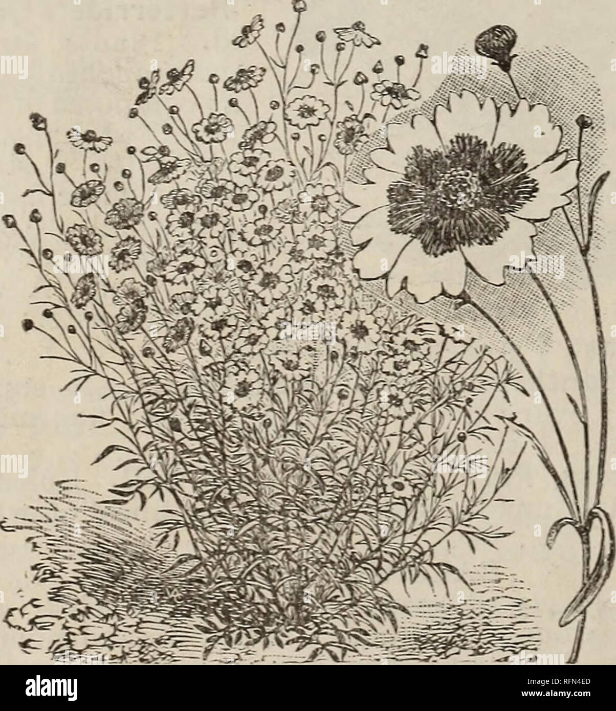. California Seed House 1899 : catalogue. Nursery stock California San Diego Catalogs; Vegetables Seeds Catalogs; Grasses Seeds Catalogs; Flowers Seeds Catalogs; Gardening Equipment and supplies Catalogs. Bachelor's Button. [Centaurea Cyanus]. Also known as Ragged Sailor. Corn Flower, and Blue Bottle. It is a g reat beauty and unique little plant, forming- a dense mass of fo- liage over which are borne many lovely blue blos- soms beautifully fringed and ser- rated. Hardy an- nual, two to t hree feet high. Pkt., 50 seeds. 4c. CALAHPELIS [Climber]. H.H. A.. 10 feet. Scabra. Blos- ? soms in racem Stock Photo