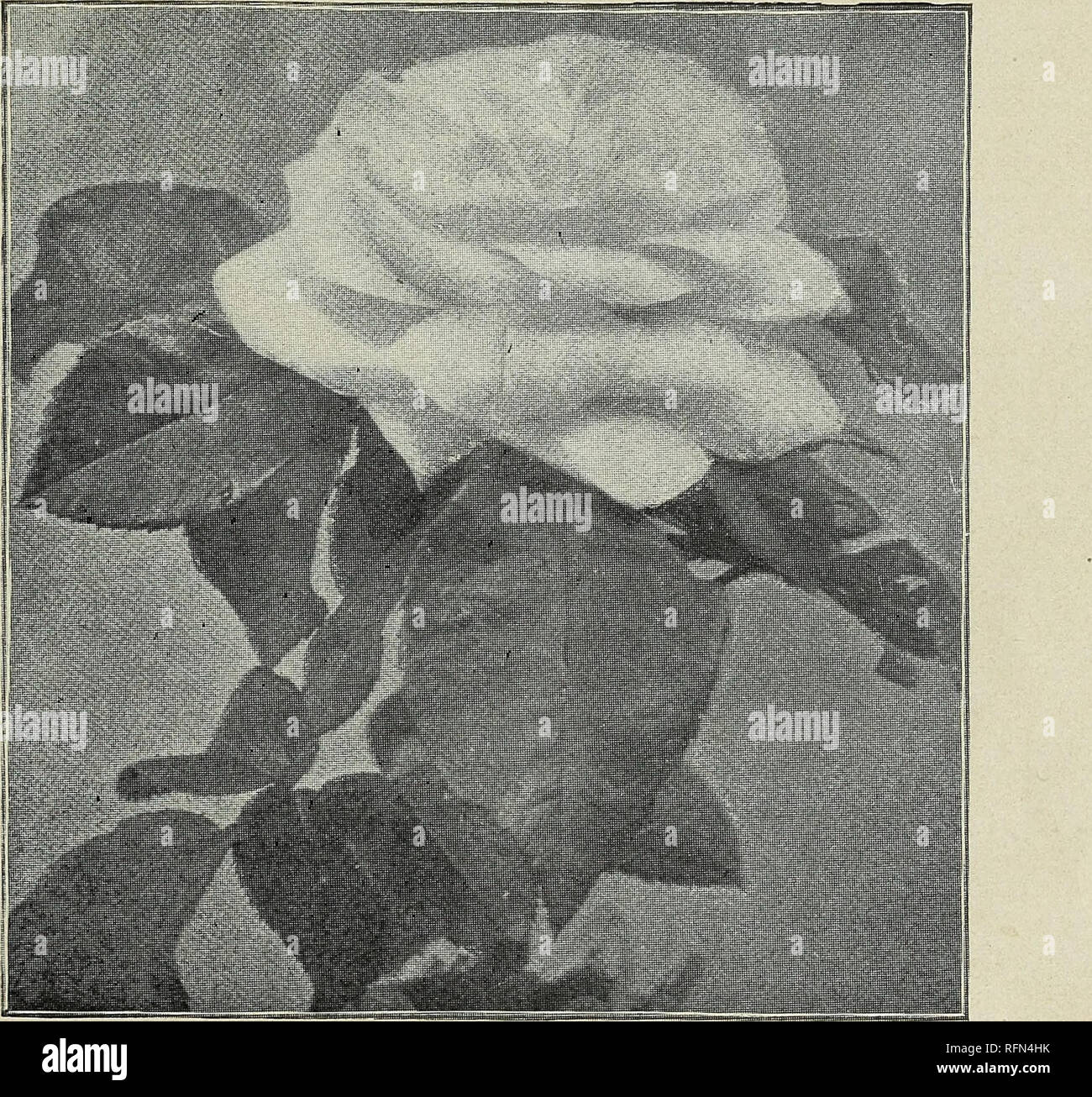 Margaret Dickson High Resolution Stock Photography and Images Alamy