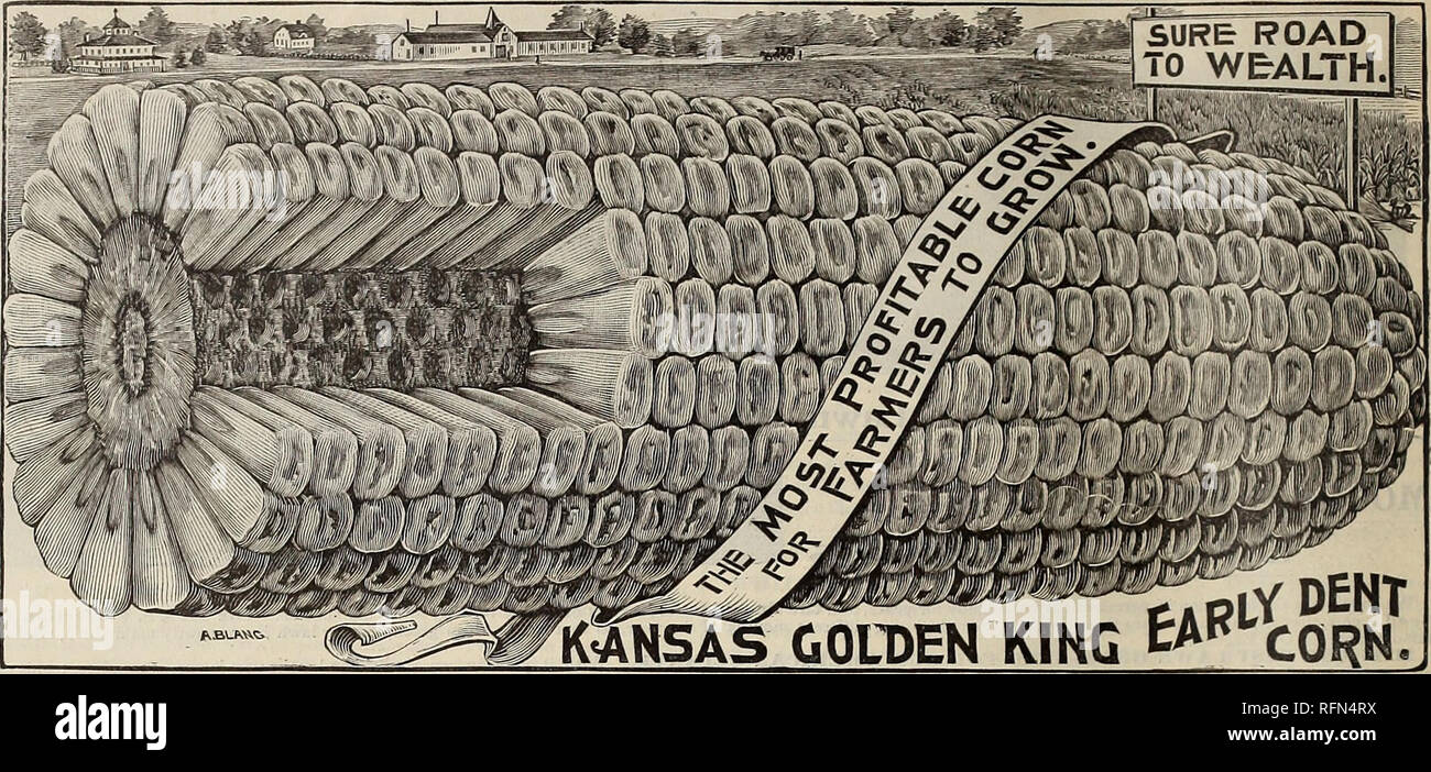. Key to profit in the garden. Nursery stock Pennsylvania Philadelphia Catalogs; Vegetables Seeds Catalogs; Flowers Seeds Catalogs; Gardening Equipment and supplies Catalogs. KANSAS GOLDEN KING EARLY DENT GORN. When we have a really good new article—an article that stands as did King Saul of old, head and shoulders above his compeers—we like to make the fact known, and we do so with pleasure, for a good, new article is worth ten of poor, old sorts! We are sure that this variety of Corn—brand new, as it is— will prove the greatest early heavy-yielding Corn in America! It will prove a boon, a bo Stock Photo