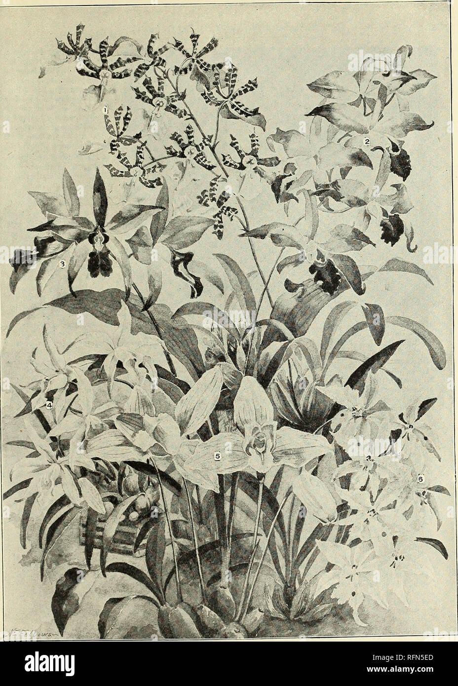 . General illustrated and descriptive catalogue of new, rare and valuable plants. Nurseries (Horticulture) New York (State) New Rochelle Catalogs; Nurseries (Horticulture) Wisconsin Catalogs; Plants, Ornamental Catalogs; Bulbs (Plants) Catalogs; Flowers Catalogs; Trees Seedlings Catalogs; Shrubs Catalogs; Fruit Catalogs. Some of the Most Popular Orchids. (I) Oncidium tigrinum. (Page 48.) (2) Laeia aiitumnalis. (Page 44.) (3) Lielia anceps. (Page 44.) (4) Ccelogynecristata. (Page 39). (5) Lycaste Skinneri. (Page 44.) (6) Odontoglossum crispum. (Page 46.1. Please note that these images are extr Stock Photo