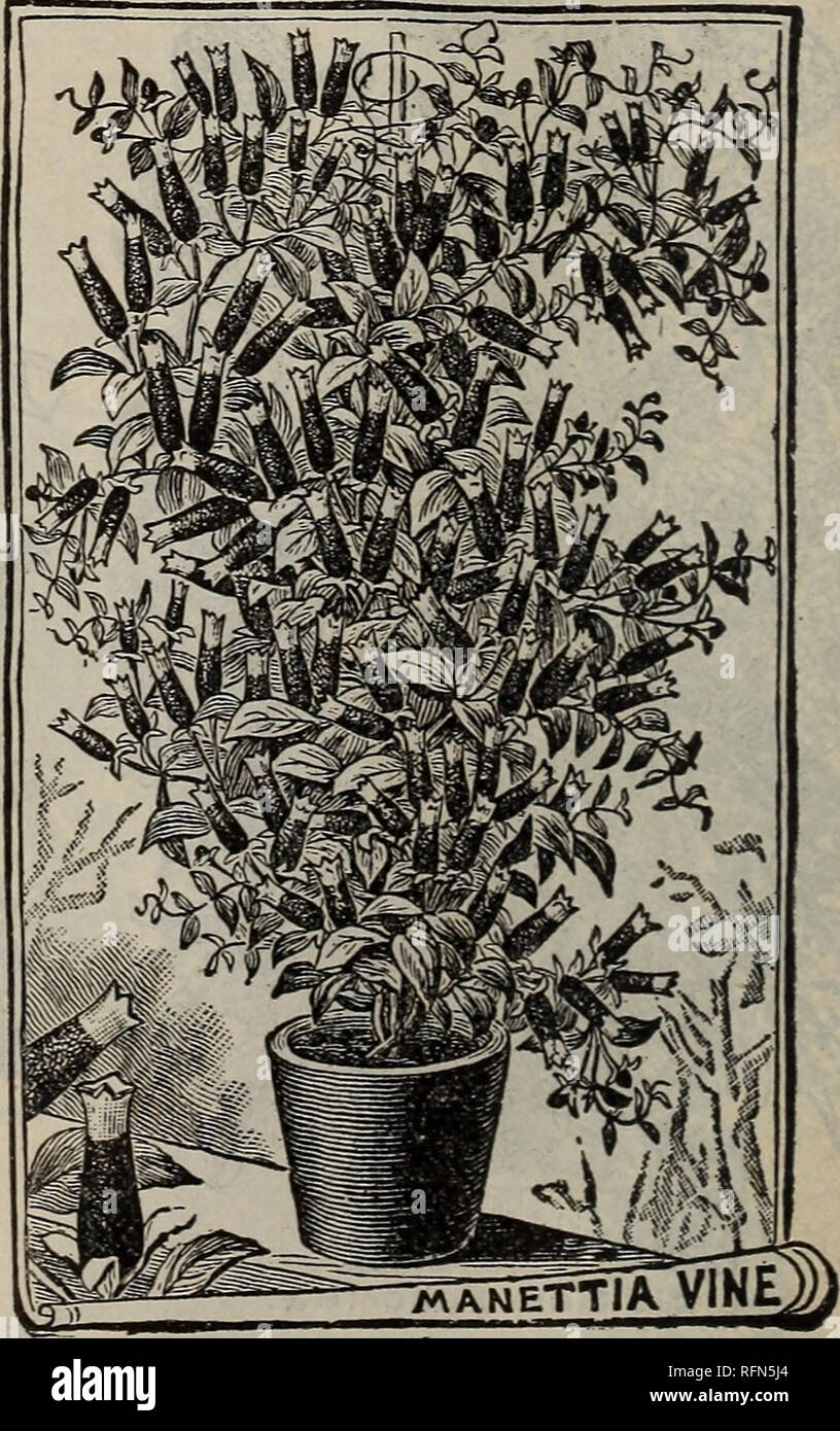 . The Geo H. Mellen Co. Innisfallen Greenhouses. Nurseries (Horticulture) Ohio Urbana Catalogs; Plants, Ornamental Catalogs; Flowers Seeds Catalogs; Roses Catalogs; Fruit Catalogs. Glechoma Hederacea. OLECHOMA HEDERACEA. (Variegated Ground Ivy.) The foliage of this charming novelty is bright green, marked with pure white and has a refreshing fragrance similar to mint. Price, 6 cents each.. MANETTIA BICOLOR. A rapid and beautiful climber. The flowers are from an inch to an inch and a half in length, of a most intense bright scarlet, shading into flame, tipped with the deepest golden- yellow, an Stock Photo