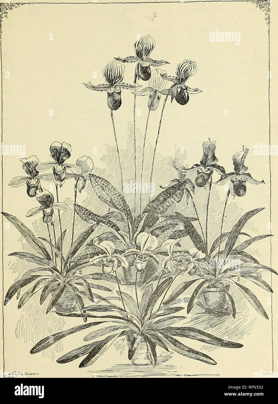 . New rare and beautiful plants. Nurseries (Horticulture) New York (State) New Rochelle Catalogs; Plants, Ornamental Catalogs; Bulbs (Plants) Catalogs; Flowers Catalogs; Trees Seedlings Catalogs. CATALOGUE OF RARE PLANTS. 23. GROUP OF CYPRIPEDIUMS. (1) C. Lawrenceanum. (2) C. insigne. (3) C. Harrisianuni. (4) C. Spicerianum.. Please note that these images are extracted from scanned page images that may have been digitally enhanced for readability - coloration and appearance of these illustrations may not perfectly resemble the original work.. Siebrecht &amp; Wadley; Henry G. Gilbert Nursery an Stock Photo