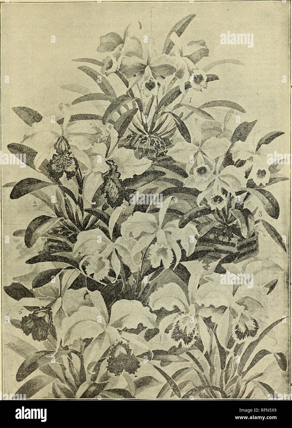 . New rare and beautiful plants. Nurseries (Horticulture) New York (State) New Rochelle Catalogs; Plants, Ornamental Catalogs; Bulbs (Plants) Catalogs; Flowers Catalogs; Trees Seedlings Catalogs. GROTJ f OF CATTLEYAS. (1) C'attleya Percivaliana. (2) Cattleya Dowiana aurea. (3) Cattleya Triana;. (4)ICattleya Triana? delicata. (5) Cattleya gigas. (6) Cattleya Mossicp. 7*Sr These illustrations represent good, fair-sized plants from photographs of plants we offer.. Please note that these images are extracted from scanned page images that may have been digitally enhanced for readability - coloratio Stock Photo