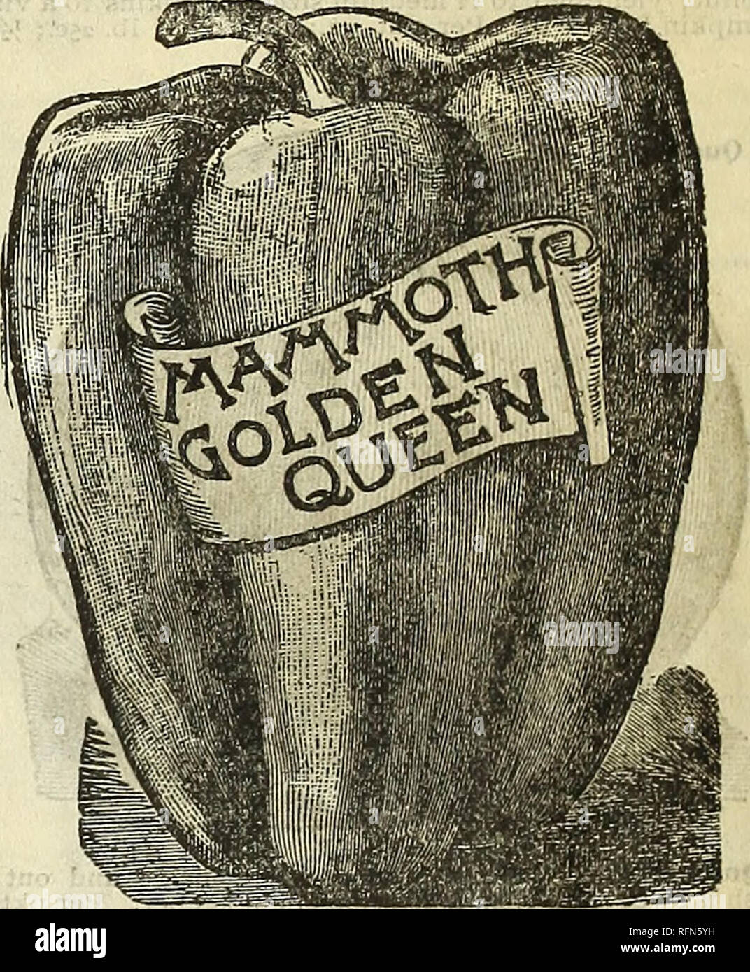 F B Mills 17 Catalogue Of Bargains Seeds Bulbs Plants And Seed Potatoes Nurseries Horticulture New York State Catalogs Vegetables Seeds Catalogs Flowers Seeds Catalogs Ruby King New Celestial Grows From 1