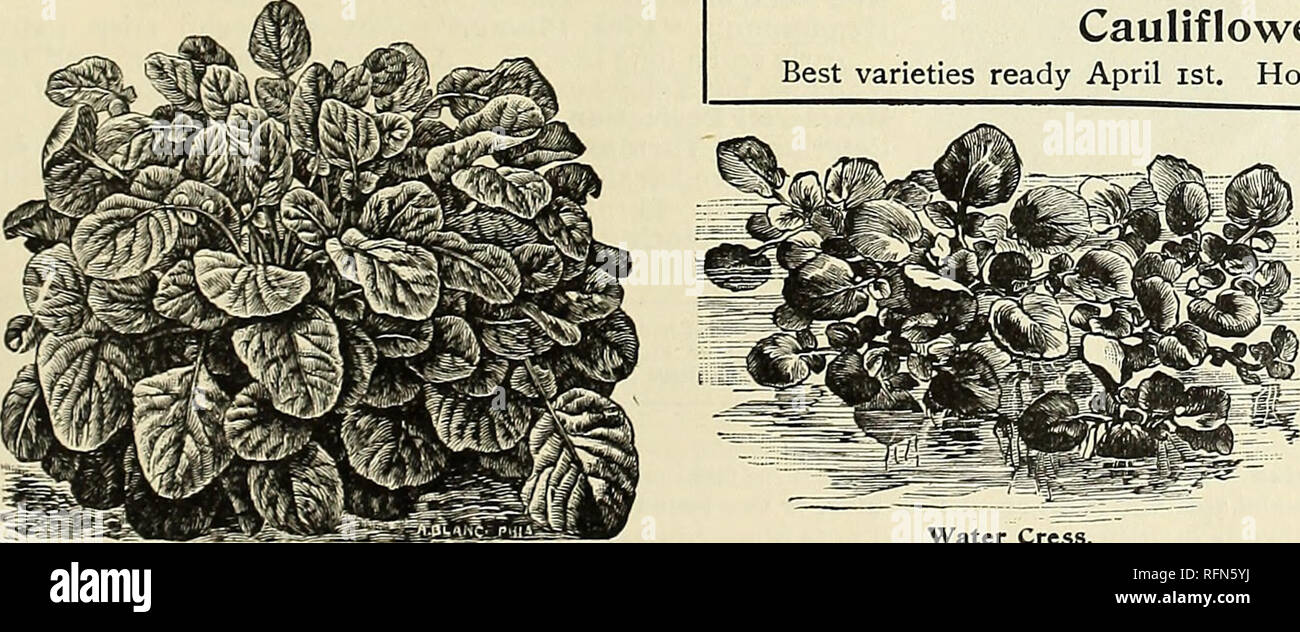 . Michell's highest quality seeds. Commercial catalogs Pennsylvania Philadelphia; Vegetables Seeds Catalogs; Bulbs (Plants) Catalogs; Flowers Seeds Catalogs; Gardening Equipment and supplies Catalogs. nichell's Special Strain Selected Erfurt Cauliflower. We offer $5.00 in Two Prizes for the best Three Heads of Cauli- flower exhibited at the Philadelphia Chrysanthemum Show in Nov- ember, 1897. CAULIFLOWER Blumen-Kohl (Ger.). Chou-Fleur (Fr.). One ounce produces about 1500 plants. Sow for early use about the middle of September or October, in a bed of rich earth, transplant in frames and cover w Stock Photo
