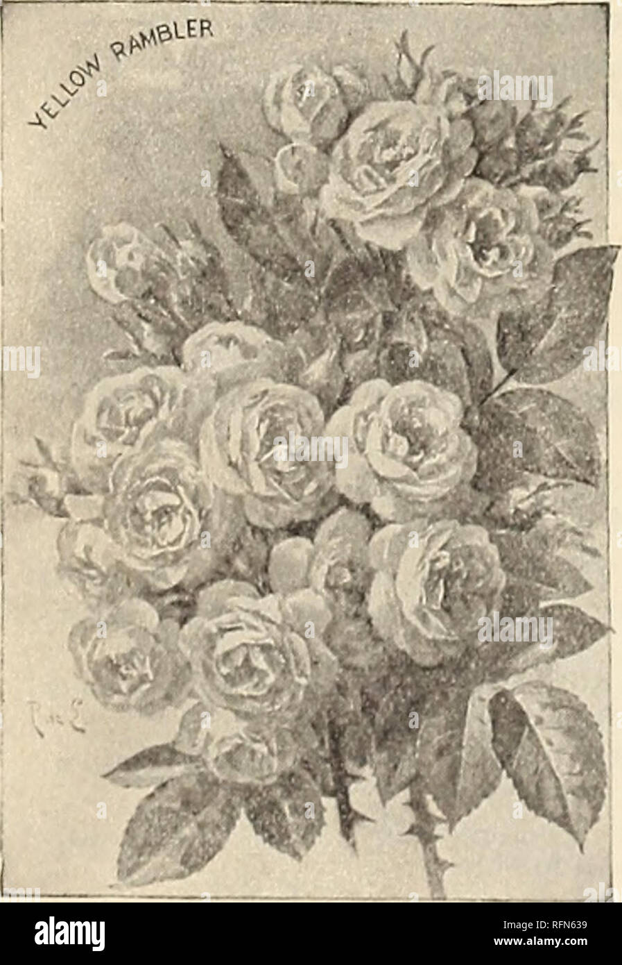 . New rare and beautiful plants. Nurseries (Horticulture) New York