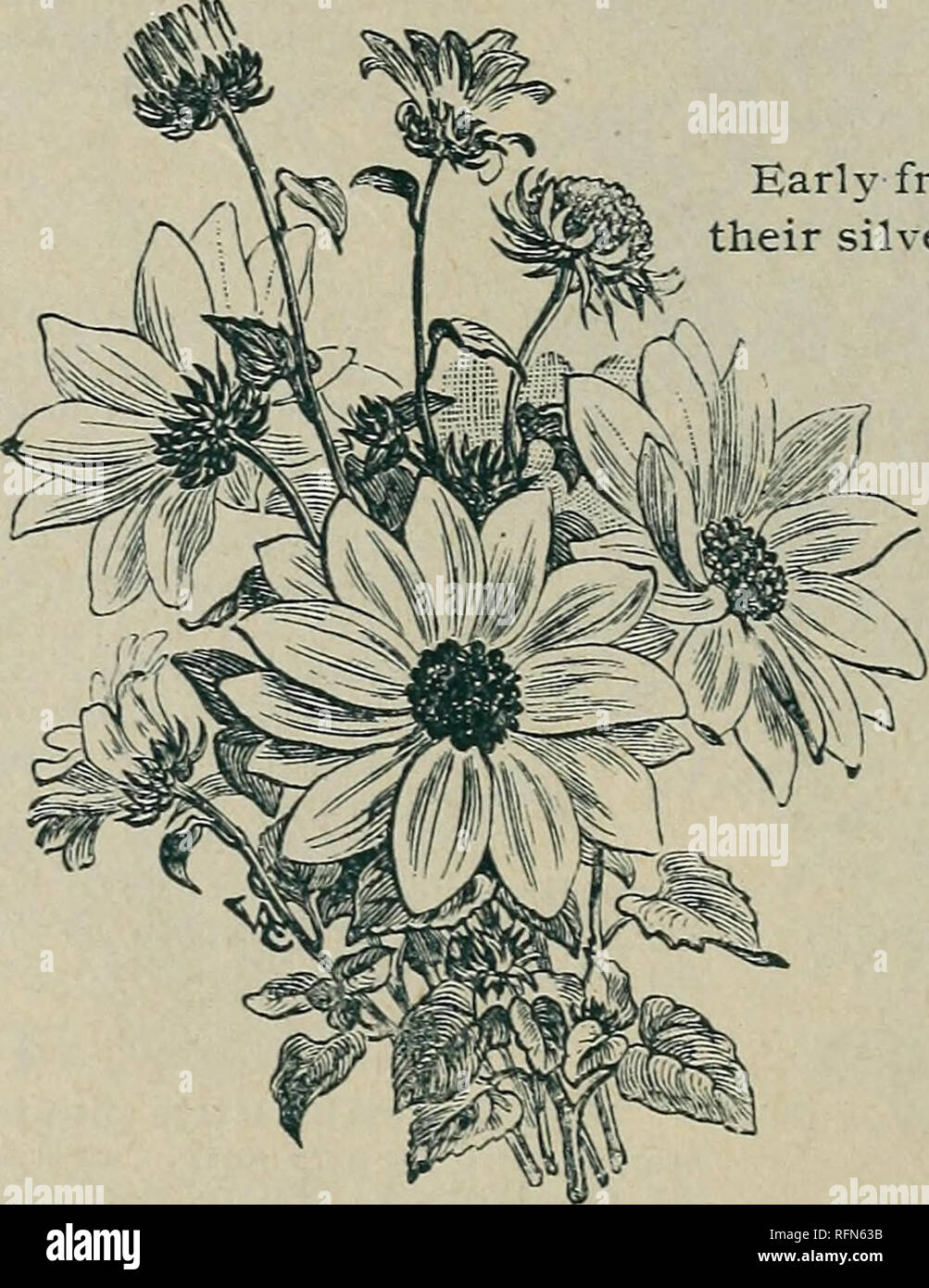 . McCullough's seed catalogue and amateur's guide 1897. Vegetables Seeds Catalogs; Flowers Catalogs; Grasses Seeds Catalogs; Agricultural implements Catalogs; Commercial catalogs Ohio Cincinnati. Hibiscus Africanus. Grasses, Ornamental. When carefully dried, they are useful in making up winter bouquets. Cut when in full bloom, and before the flowers get too old ; tie in small bunches and hang up in a dry, dark place, with their heads downward. PER PKT. 237 Briza Maxima | Large Quaking Grass ). A beau- tiful variety. Hardy anntial; 1 foot 5 23S Bromus Brizoeformis. A graceful variety, with droo Stock Photo