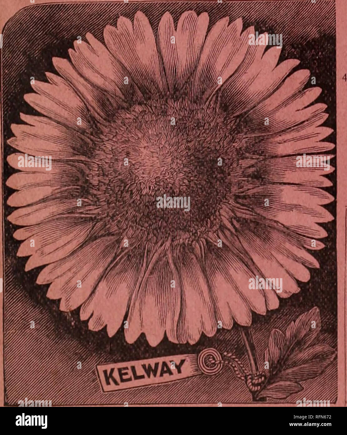 . Michell's highest quality seeds. Commercial catalogs Pennsylvania Philadelphia; Vegetables Seeds Catalogs; Bulbs (Plants) Catalogs; Flowers Seeds Catalogs; Gardening Equipment and supplies Catalogs. The top portion of a single flower cluster, from a photograph of Lemoine's New Giant Hybrid Heliotrope. Gaillardia 454 &quot;James Kelway,&quot; New Perpetual Blooming. A beautiful giant flowering Gaillardia from Europe, with magnificent flowers, measuring five or six inches across, of the brightest scarlet, with a golden mar- gin* and fringed edges. A most persistent and per- petual bloomer. Pkt Stock Photo
