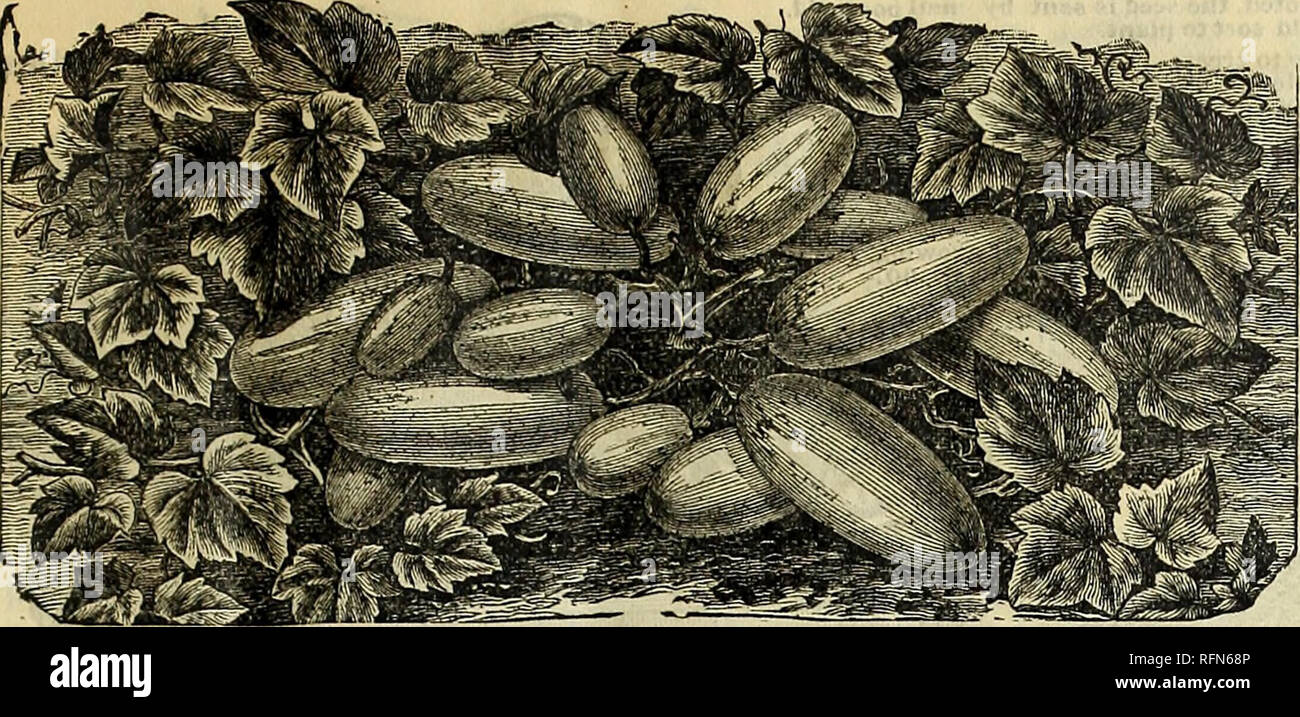 Early season potatoes hi-res stock photography and images - Page 4 - Alamy