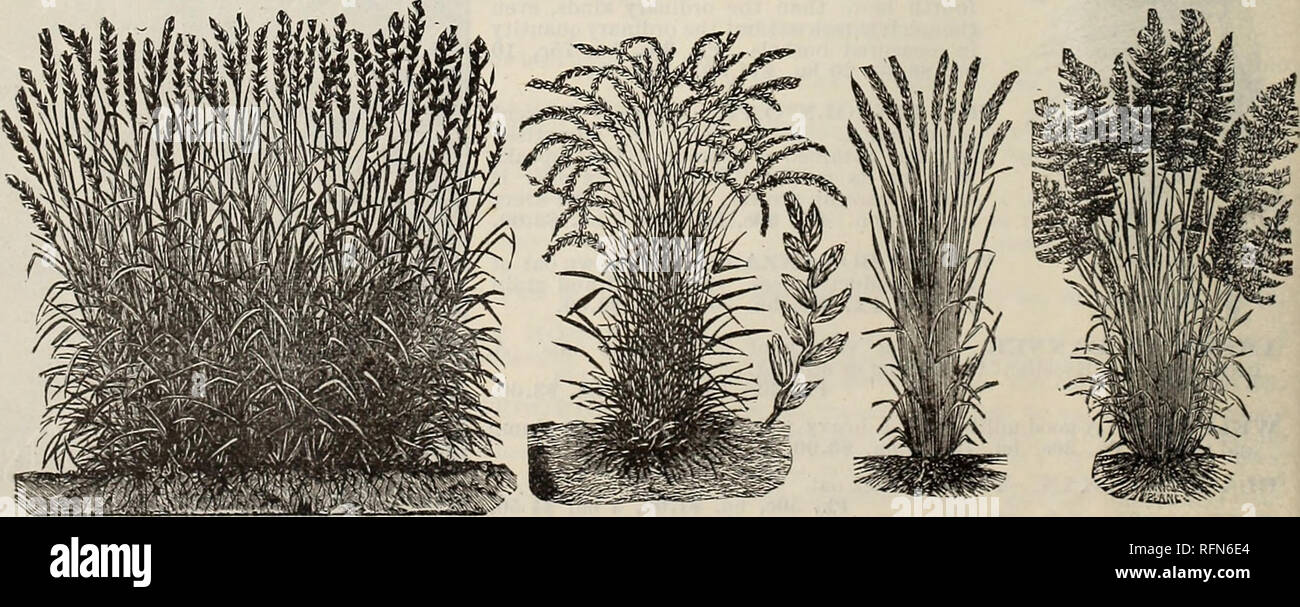 . Leonard's illustrated catalogue : 1897. Nursery stock Illinois Chicago Catalogs; Flowers Seeds Catalogs; Vegetables Seeds Catalogs; Grasses Seeds Catalogs; Agricultural implements Catalogs. MEADOW FOXTAIL. KENTUCKY BLUE. SHEEP'S FESCUE. MEADOW FESCUE. ORCHARD GRASS. RED TOP (Agrostis Vulgaris).—A valuable grass for moist soils and low lands. It is a good permanent grass, standing our climate as well as any other, and conse- quently well suited to our pastures, in which it should be fed close, for if allowed to grow up to seed the cattle refuse it. On moist, rich soil it will grow two feet, a Stock Photo