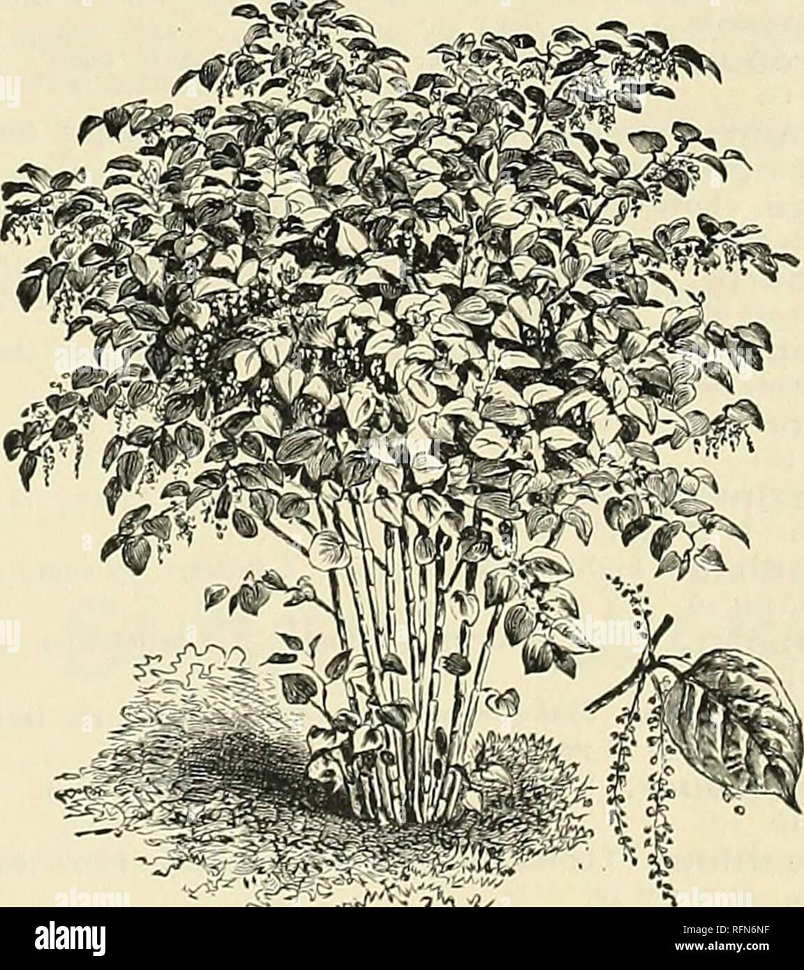 . Descriptive catalogue of ornamental trees, shrubs, vines, evergreens, hardy plants and fruits. Nurseries (Horticulture), Pennsylvania, Catalogs; Trees, Seedlings, Catalogs; Ornamental shrubs, Catalogs; Flowers, Catalogs; Fruit, Catalogs. Plumbago Larpentae. Potentilla COCCinea. Scarlet. June to August. 1 foot. 25 cents each. $2 00 per 10. &quot; lacunosa. Yellow. June to August. 1 foot. 15 cents each. $1 25 per 10. &quot; recta. Yellow. June to August. 1 foot. per 10. &quot; rupestriS. White. June to August. 1 foot. 15 cents each. $1 25 per 10. Polygonatum multiflorum. white. feet. 15 cents  Stock Photo