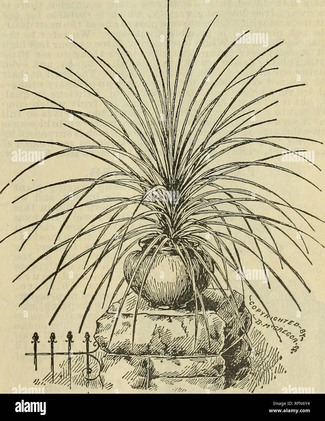 . Floral gems for winter flowering. Flowers Seeds Catalogs; Bulbs (Plants) Catalogs; Plants, Ornamental Catalogs; Commercial catalogs Ohio Springfield. Grevlllea, the Australian Silk Tree. Umbrella Plant. (Cyperus Alternifolius.} UMBRELLA PLANT. (Cyperus Alternifolius.) An ornamental grass, throwing up stems about two feet high, surmounted at the top with a whorl of leaves, diverg- ing horizontally, giving it a very curious appearance. Splen- did for the center of vasos or as a water plant. Price, 10 cents each; large, handsome plants, 20 cents each.. Dracaena Indivisa. THE MAGNIFICENT DECORAT Stock Photo