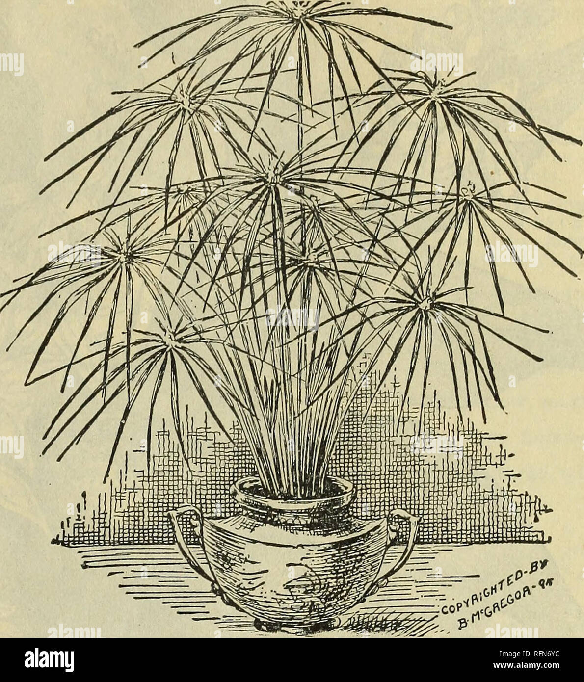 . Floral gems for winter flowering. Flowers Seeds Catalogs; Bulbs (Plants) Catalogs; Plants, Ornamental Catalogs; Commercial catalogs Ohio Springfield. Grevlllea, the Australian Silk Tree. Umbrella Plant. (Cyperus Alternifolius.} UMBRELLA PLANT. (Cyperus Alternifolius.) An ornamental grass, throwing up stems about two feet high, surmounted at the top with a whorl of leaves, diverg- ing horizontally, giving it a very curious appearance. Splen- did for the center of vasos or as a water plant. Price, 10 cents each; large, handsome plants, 20 cents each.. Please note that these images are extracte Stock Photo