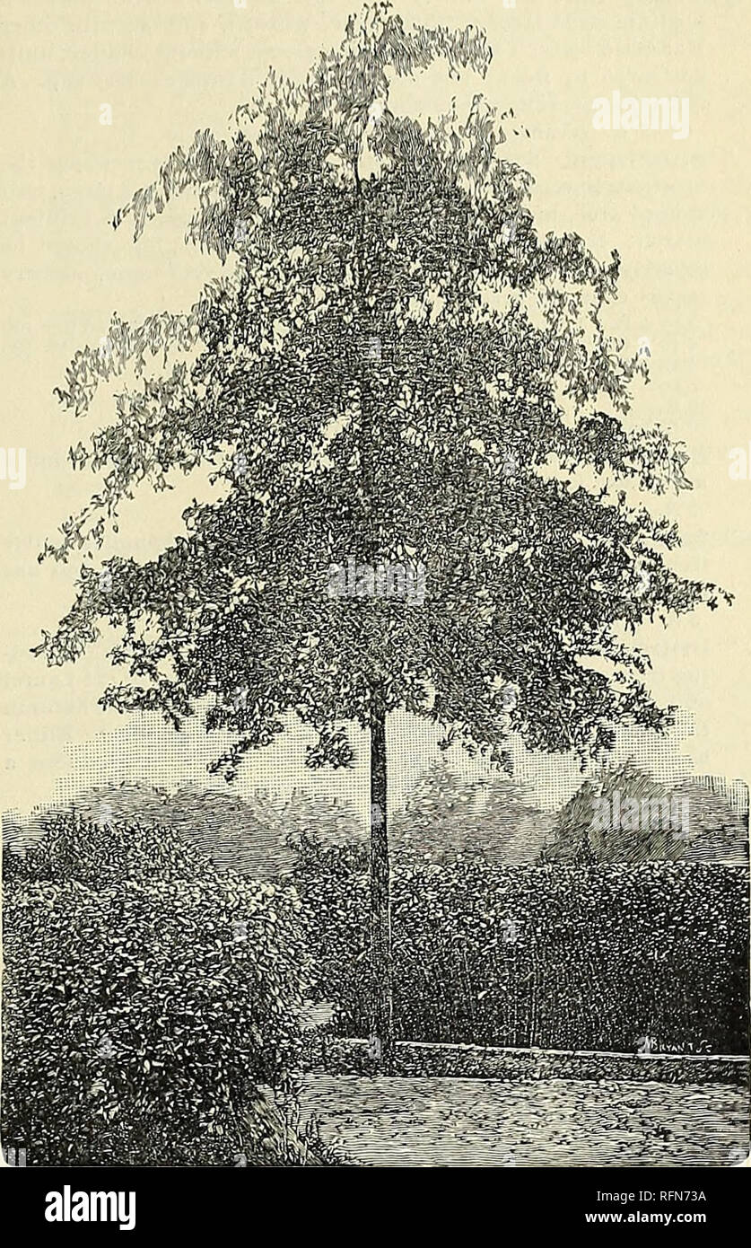 . Descriptive catalogue of ornamental trees, shrubs, vines, evergreens, hardy plants and fruits. Nurseries (Horticulture), Pennsylvania, Catalogs; Trees, Seedlings, Catalogs; Ornamental shrubs, Catalogs; Flowers, Catalogs; Fruit, Catalogs. PopillLIS fastigiata. Lombardy Poplar. (50 to 60 ft) The tall, pyramidal growth of this one has made it well known everywhere, and very useful in many situations. The leaves are small and nearly round. A group of these on the lawu produces a most striking effect. Can be used as a street tree when one of narrow growth is required. At Newport it is planted thi Stock Photo