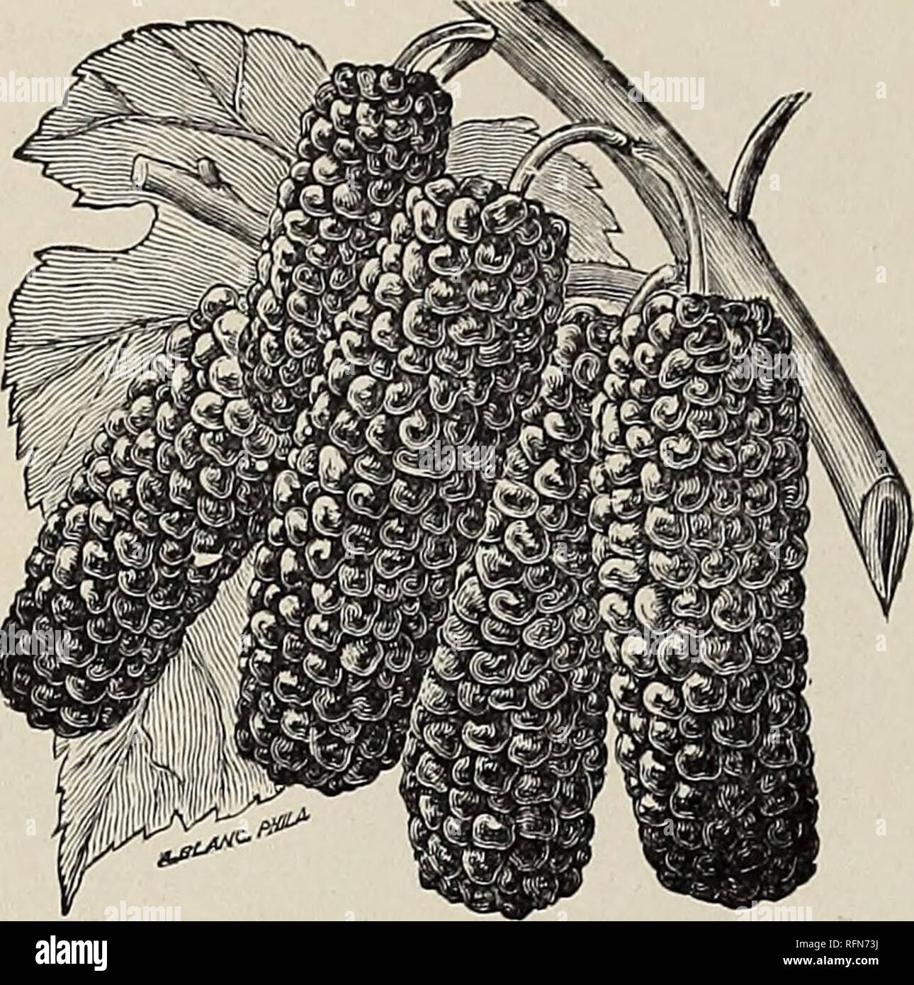 . Descriptive catalogue of ornamental trees, shrubs, vines, evergreens, hardy plants and fruits. Nurseries (Horticulture), Pennsylvania, Catalogs; Trees, Seedlings, Catalogs; Ornamental shrubs, Catalogs; Flowers, Catalogs; Fruit, Catalogs. MortlS tatarica. Russian Mulberry. (20 to 25 ft.) Said to be of a hardier character in the Northwest than any ofi the others. 4 to 5 ft $ 35 each $2 50*per 10. DOWNING'S EVERBEARING MULBERRY. Mulberries are not planted as much as they should be. A great deal has been done in the last few years to improve them both in size and flavor, but the Downing is undou Stock Photo