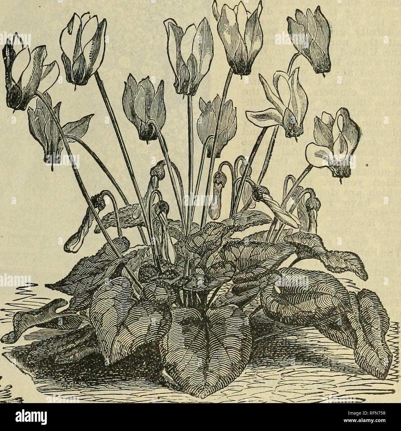 Floral Gems For Winter Flowering Flowers Seeds Catalogs Bulbs Plants Catalogs Plants Ornamental Catalogs Commercial Catalogs Ohio Springfield The Blue Lily Of Africa Cyclamen Or Persian Violet The Beautiful Blue Lily
