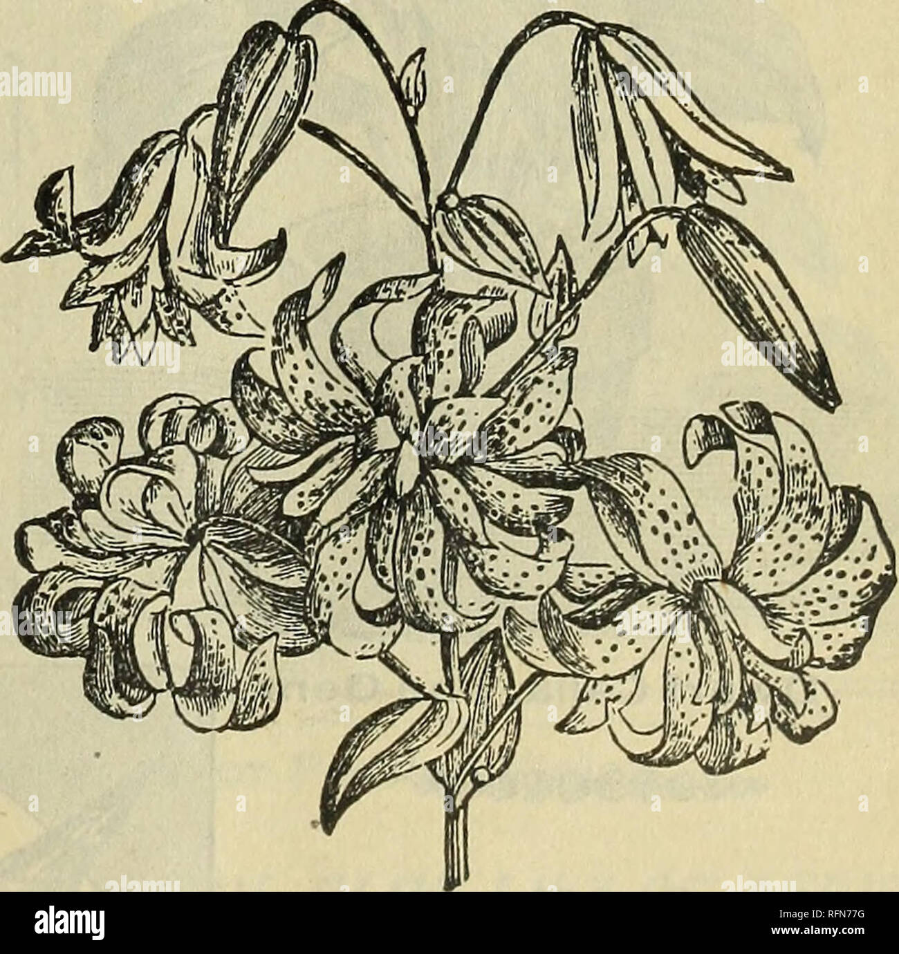Floral Gems For Winter Flowering Flowers Seeds Catalogs Bulbs Plants Catalogs Plants Ornamental Catalogs Commercial Catalogs Ohio Springfield Speciosum Rubrum Double Tiger Lily Tigrinum Fl Pi Double Tiger Lily This Magnificent Lily