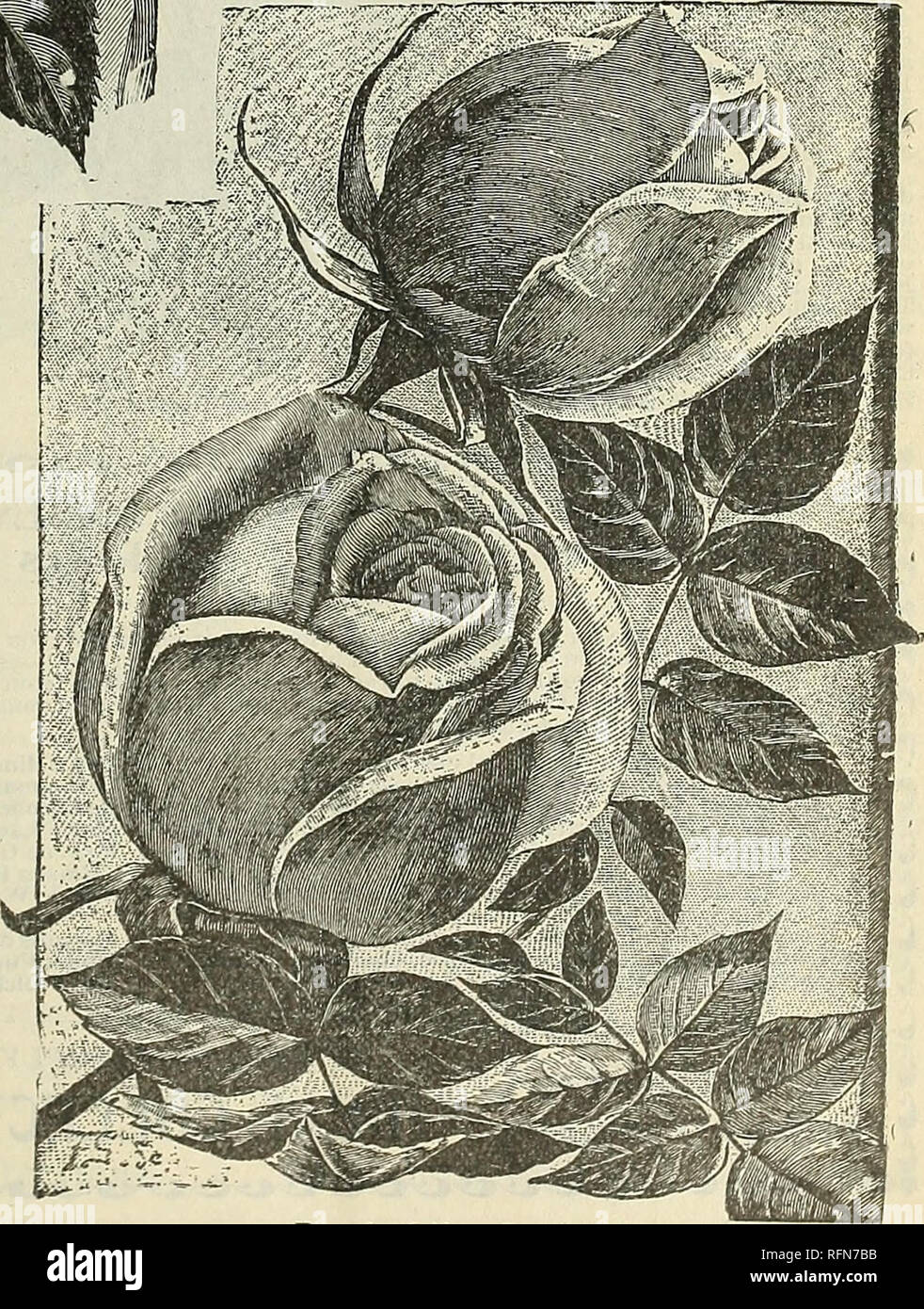 . Floral gems : 1897. Flowers Seeds Catalogs; Bulbs (Plants) Catalogs; Roses Catalogs; Plants, Ornamental Catalogs; Commercial catalogs Ohio Springfield. a The Charming New Tea Rose, LUCIOLE. A new French Tea Rose of much more than ordinary merit, very bright carmine Rose, tinted and shaded with saffron, the base of the petals being copper-yellow with reverse a rosy bronze; large, pointed, very double and very sweet-scented; flower stem roughened like a Moss Rose, the coloring is entirely new and very brilliant. The open red Rose reminds one of a ripe red peach. Certainly no Rose equals this i Stock Photo