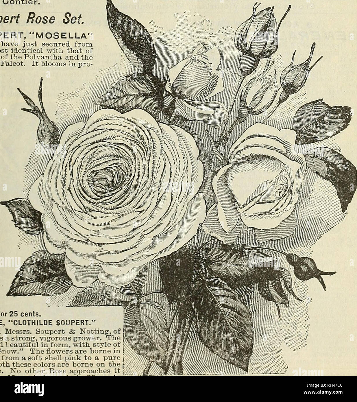 . Floral gems : 1897. Flowers Seeds Catalogs; Bulbs (Plants) Catalogs; Roses Catalogs; Plants, Ornamental Catalogs; Commercial catalogs Ohio Springfield. jFine Crimson XLai TRose Jj^Â£|pU (30tttlCV GRAND RED TEA, of fine crimson shade and silken tex- ly ture (as distinct from velvety texture). The bud is fine y sine and graceful form, and you would never suspect from / l it that the Rose is only semi-double. Extremely free, both in growth and bloom. Very long and beautifully-leaved stems can be cut, the foliage being very dark and heavy. One of the best, and a perfect bedder. Price, 10 cents  Stock Photo