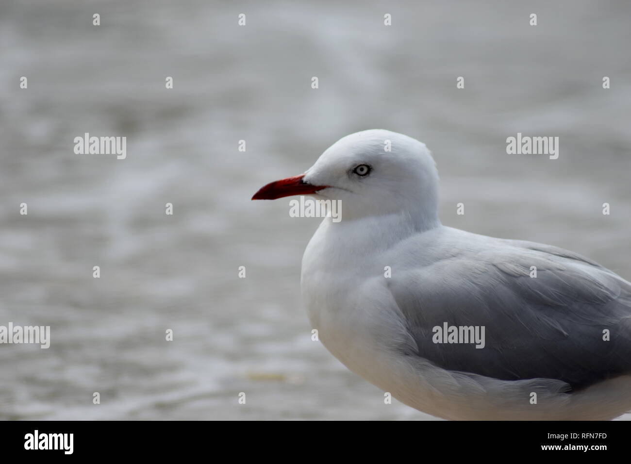 Close- up profile of Red Billed Seagull Stock Photo