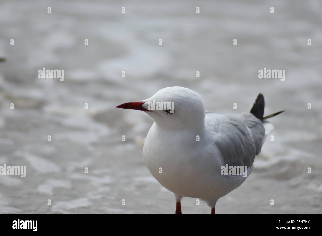 Close- up profile of Red Billed Seagull Stock Photo