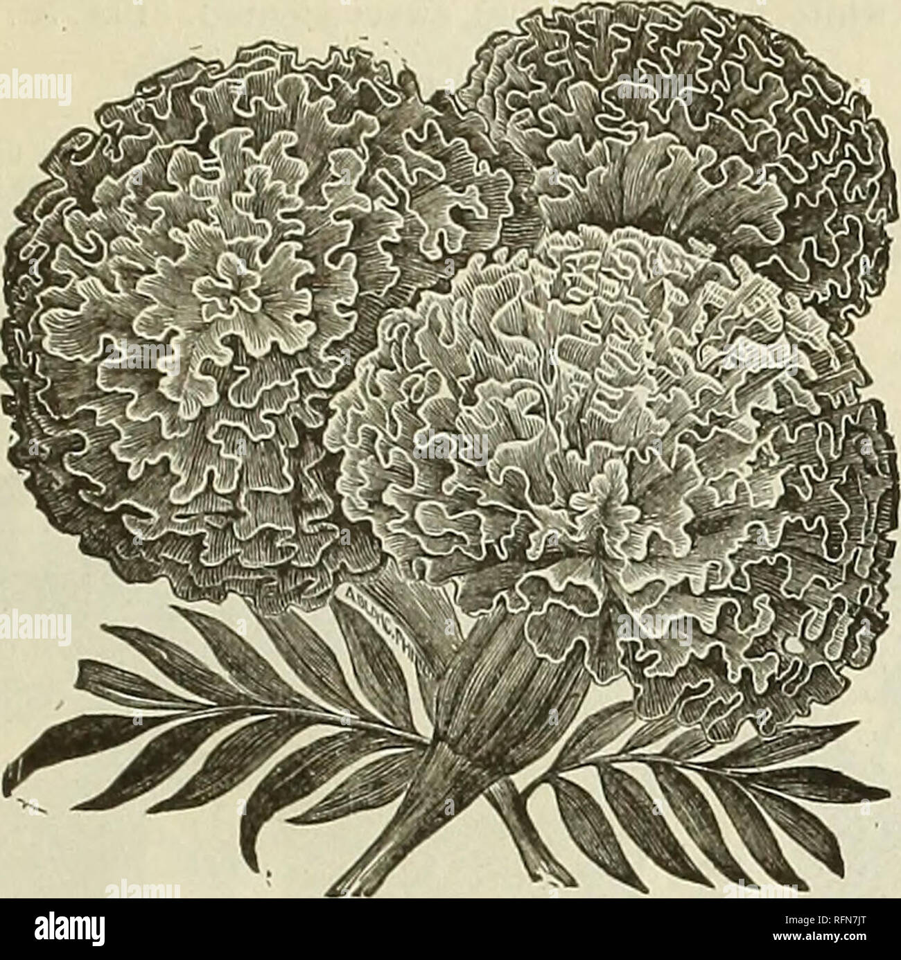 Catalogue For 1897 Seeds And Plants Nursery Stock Kansas Catalogs Vegetables Seeds Catalogs Gardening Equipment And Supplies Catalogs Flowers Seeds Catalogs General List Op Flower Seeds 29 Marigold A Showy