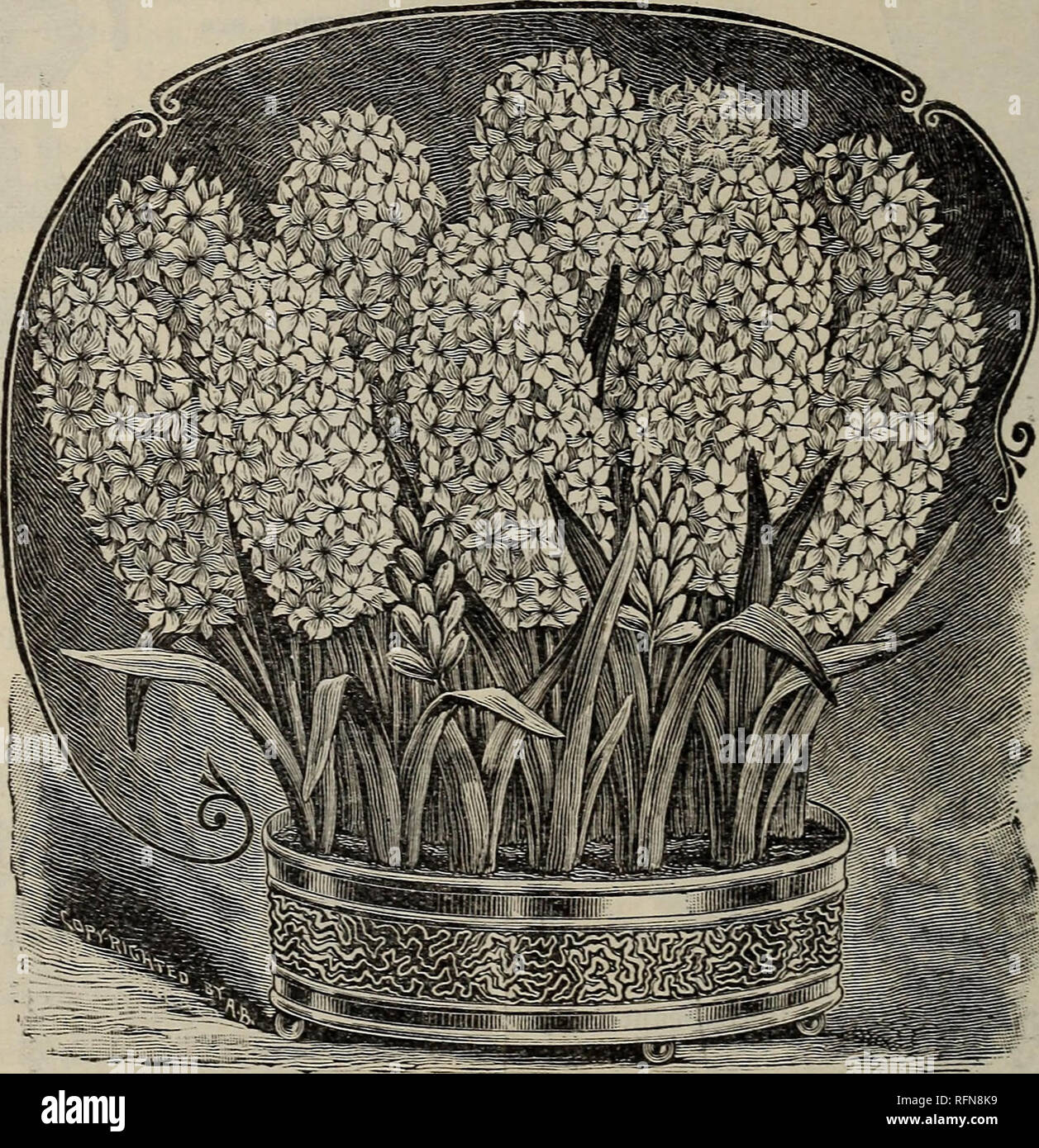 Fall 1897 Flowers Seeds Catalogs Bulbs Plants Catalogs Commercial Catalogs New York State Sens To T