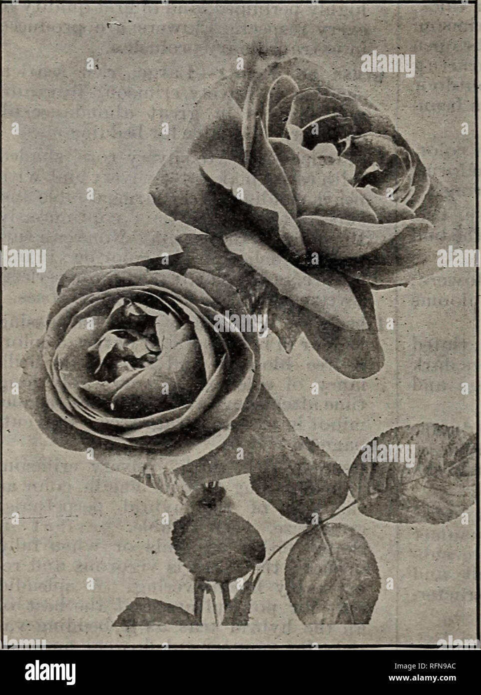 . Illustrated descriptive catalogue of fruit and ornamental trees, small fruits, vines, roses, shrubs, etc., etc. Nurseries (Horticulture) Kentucky Louisville Catalogs; Fruit trees Seedlings Catalogs; Plants, Ornamental Catalogs; Trees Seedlings Catalogs; Flowers Catalogs. BOURBON, NOISETTE AND CLIMBING ROSES. BOURBON ROSES. Hermosa—Always in bloom and always beautiful. Flower cupped, finely formed and full; the most pleasing shade of pink; very fragrant. Mrs. Degraw—A fine ever-blooming, hardy garden rose; strong, vigorous growth; medium size; rich glossy pink; fra- grant. Souvenir de la Malm Stock Photo