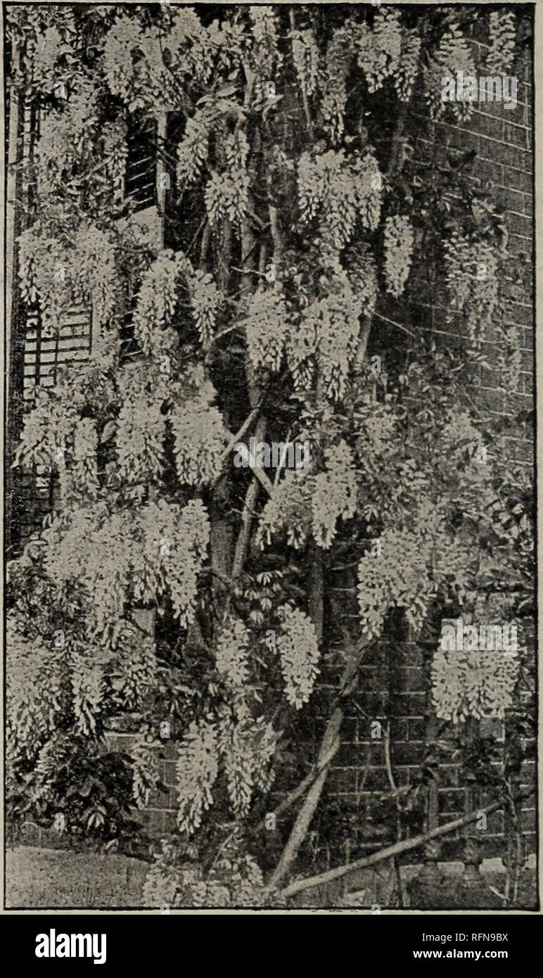Illustrated Descriptive Catalogue Of Fruit And Ornamental Trees