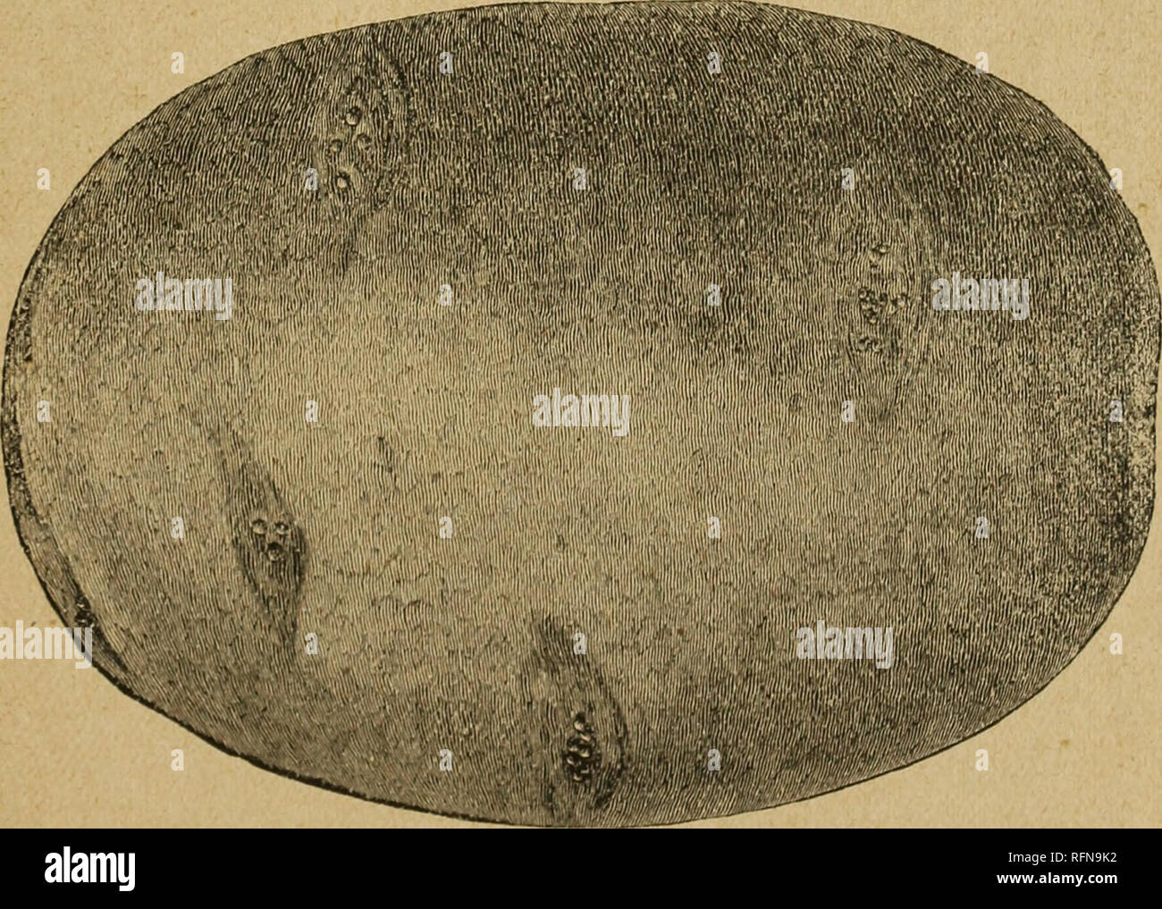 . [Choice new fruits]. Nursery stock Ohio Catalogs; Raspberries