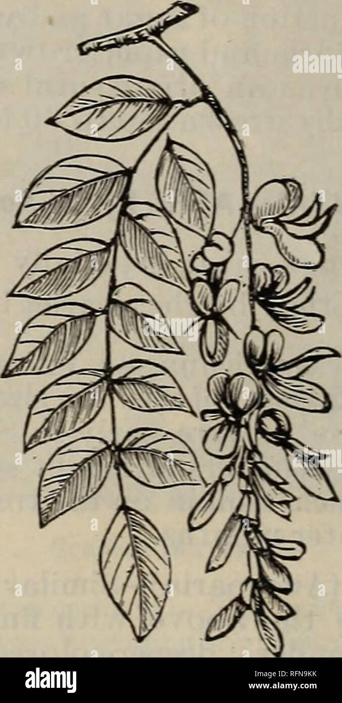 . Illustrated descriptive catalogue of fruit and ornamental trees, small fruits, vines, roses, shrubs, etc., etc. Nurseries (Horticulture) Kentucky Louisville Catalogs; Fruit trees Seedlings Catalogs; Plants, Ornamental Catalogs; Trees Seedlings Catalogs; Flowers Catalogs. Double-Flowering Thorn. THORN (Crataegus). Dense, low-growing trees, and very or- namental when in bloom. Hardy and adapted to all soils. Common Hawthorn (Oxyacantha)—The cel- ebrated English Hedge Plant. Double Crimson (Flore punicea pleno)— Producing fine double crimson flowers. Double White (Alba pleno)—Flowers small; cle Stock Photo