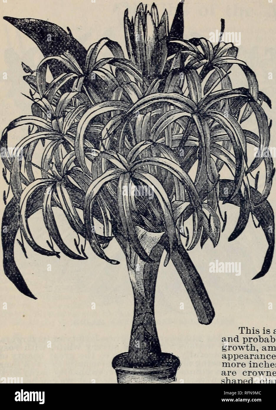 . Rare Florida flowers and fruits. Nurseries (Horticulture), Florida, Catalogs; Flowers, Catalogs; Plants, Ornamental, Catalogs; Shrubs, Catalogs. 28 JESSAMINE GARDENS. JESSAMINE, FLORIDA.. CRINUM AMERICA NUM. An evergreen speeies and of the easiest culture, is best grown as a pot plant and can be wintered in the cellar if the soil is kept nearly dry. Like most Amaryllis the Crinums bloom best when somewhart pot-bound. Its large white, exquisitely fra- grant, Lily-like flowers are produced in an umbel and borne on a tall scape. A striking plant and far more beautiful than many of the high pric Stock Photo