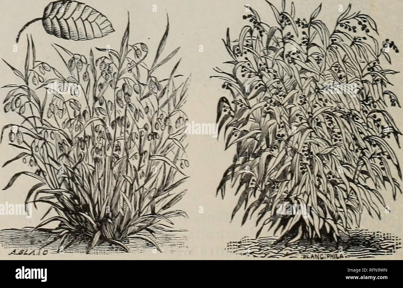 Annual Descriptive Catalogue Seeds Vegetables Seeds Catalogs