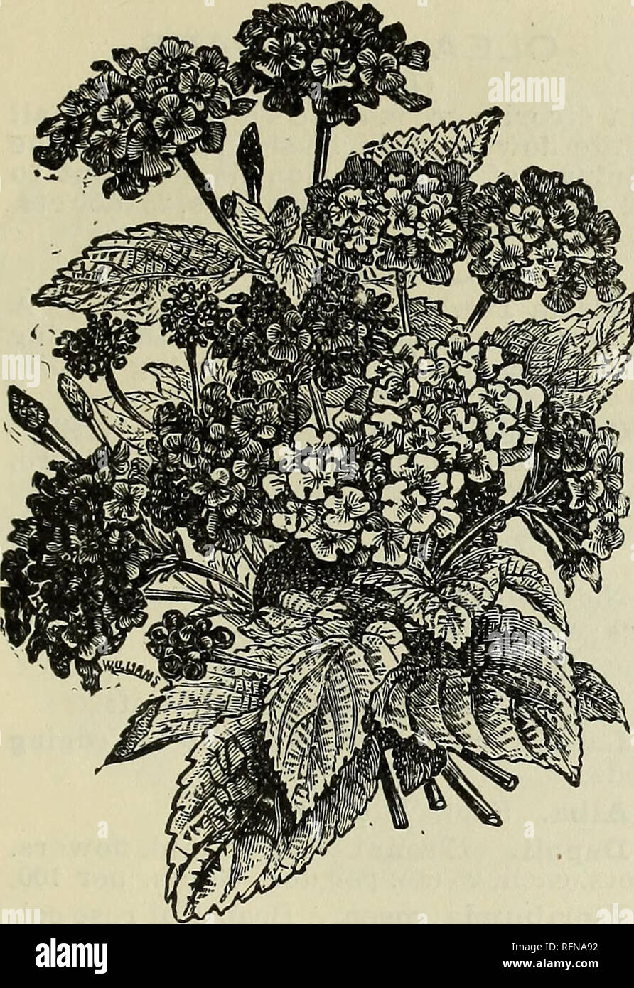. Catalogue of useful greenhouse and bedding plants : spring-summer, 1897. Nurseries (Horticulture) Georgia Gainesville Catalogs; Roses Catalogs; Flowers Catalogs. Piedmont. LANTANA. LANTANAS. One of the best summer-flowering plants for our climate; equally fine in dry or wet weather, sun or shade. There are few bedding plants that bloom more contin- uously or afford a greater variety of color. When grown with a single stem and trained as standards, with fine bushy tops and straight stem, they present an effect that is surpassed by few plants. Comtesse Morny. Flowers lemon color. Favorita. Yel Stock Photo