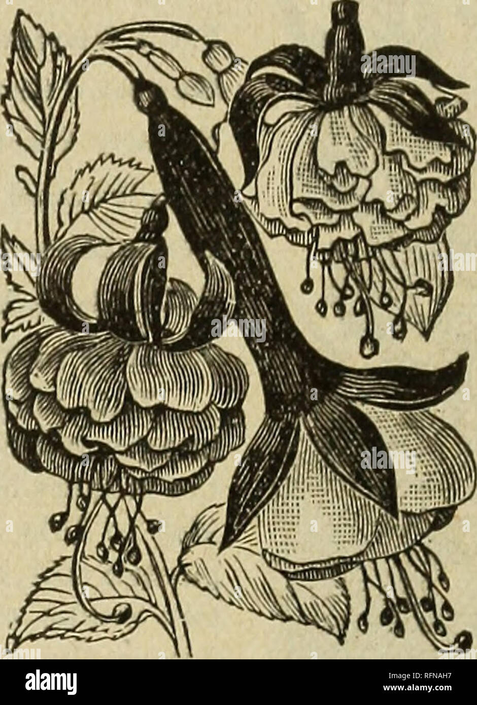 . Seeds for the garden, farm, &amp; field. Vegetables Seeds Catalogs; Flowers Seeds Catalogs; Grasses Seeds Catalogs; Gardening Equipment and supplies Catalogs; Commercial catalogs Missouri Saint Louis. Gloxinia, No. 614. Chinese Primrose, No. 620. 616 — Lantana, A fine bedding plant; different colors, mixed....10 PRIMULA-Chinese Primrose. A charming, profuse flowering plant, indispensable for winter and spring decoration and a uni- versal favorite. Our seeds are imported from one of the best growers in Europe. 618—PRIMULA—Chin. Fimbri. Rubra. Red fringed 25 819—Chinensis Fimbriata Alba, White Stock Photo