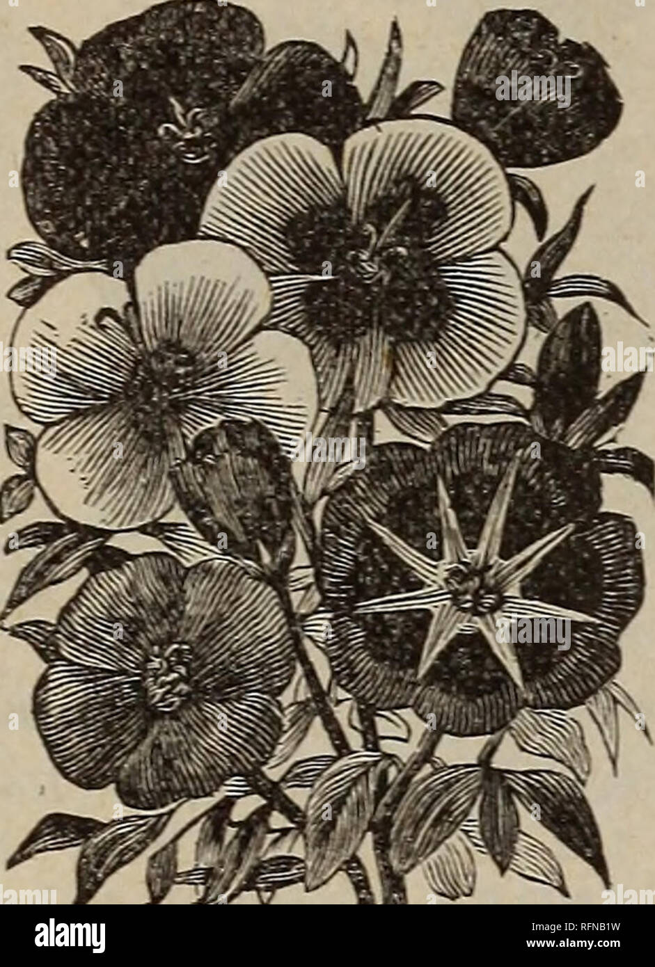 . Seeds for the garden, farm, &amp; field. Vegetables Seeds Catalogs; Flowers Seeds Catalogs; Grasses Seeds Catalogs; Gardening Equipment and supplies Catalogs; Commercial catalogs Missouri Saint Louis. Gilia, No. 168. Godetia, No. 169. GIEIA (Gilie) Very pretty dwarf plants; free flow- ering. Admirably adapted for massing. 168— Tricolor. White, purple and rose, mixed; 1 foot 5 Per oz., 15c. GODETIA (Godetie). Free-flowering annuals; fine for bedding; beautiful colors. 169— Finest Varieties. Mixed   5 Per oz., 15c. GYPSOPHYEEA {Gypshraut). Pretty, free-flower- ing; fine for bouquets. 170— Eleg Stock Photo