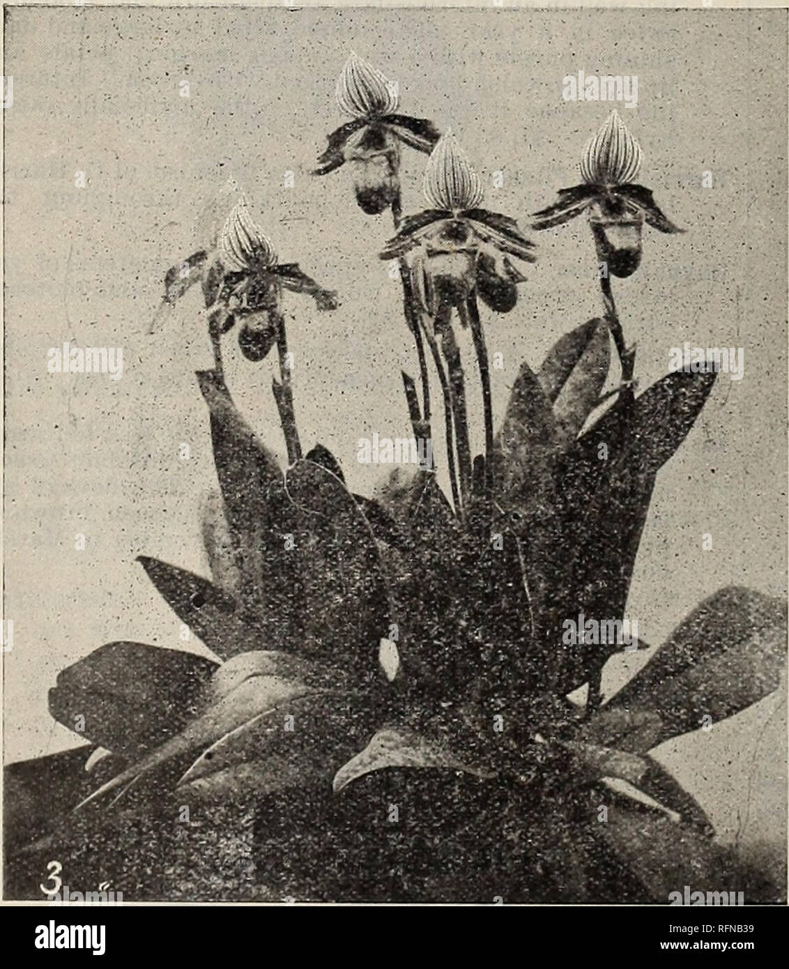 . Seeds, plants &amp; bulbs. Nurseries (Horticulture) New Jersey Catalogs; Plants, Ornamental Catalogs; Bulbs (Plants) Catalogs; Flowers Seeds Catalogs; Vegetables seeds catalogs. 56 PITCHER &amp; MANDA. SHORT HILLS, N. J. Lathamianum. A beautiful hybrid between C. villosum x C. Spicerianuni. Flowers yellowish green, margined with white, and a deep purple midrib the entire length of the dorsal sepal. $2 to $3. Lawrenceanum. One of the most beautiful species. The flowers are large and borne singly on a tall scape. The large dorsal sepal is white, with lines of brownish pur- ple ; the rest of th Stock Photo