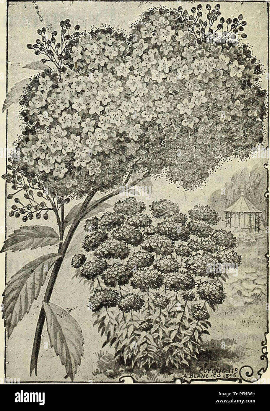 . Seeds, plants &amp; bulbs. Nurseries (Horticulture) New Jersey Catalogs; Plants, Ornamental Catalogs; Bulbs (Plants) Catalogs; Flowers Seeds Catalogs; Vegetables seeds catalogs. GENERAL CATALOGUE OP SEEDS, PLANTS AND BULBS. 49 POPULUS (Poplar). aurea Van Geertii. &quot;Van Geert's Golden Poplar.&quot; Golden yellow foliage; very fine for massing. 75 cts. fasticjiata or dilatata. &quot;Lombardy Poplar.&quot; A well known species of very rapid growth. 50 cts. SALIX. caprea pendula. The well known Kilmarnock Weeping Willow. 75 cts. T1LIA (Linden). europsea. &quot; European Linden.&quot; A very  Stock Photo