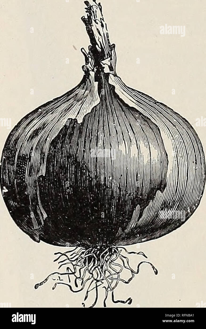 Veitches Red Globe Vegetable Turnip 3000 Seeds