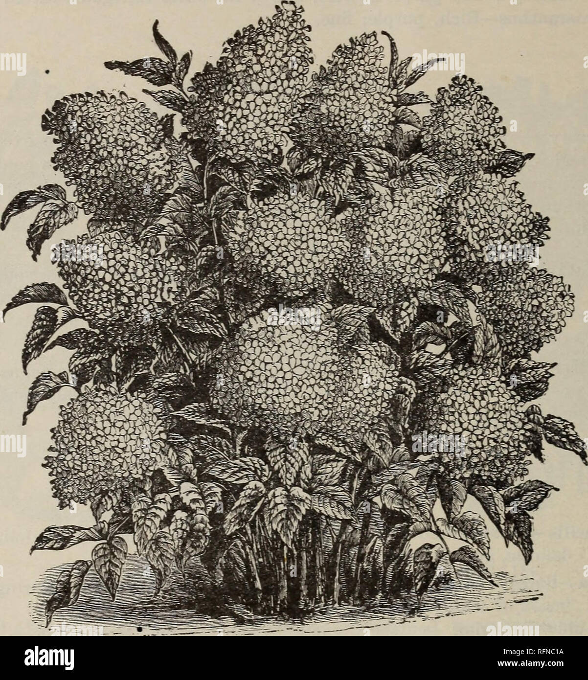 . General catalogue of fruit and ornamental trees, shrubs, roses etc