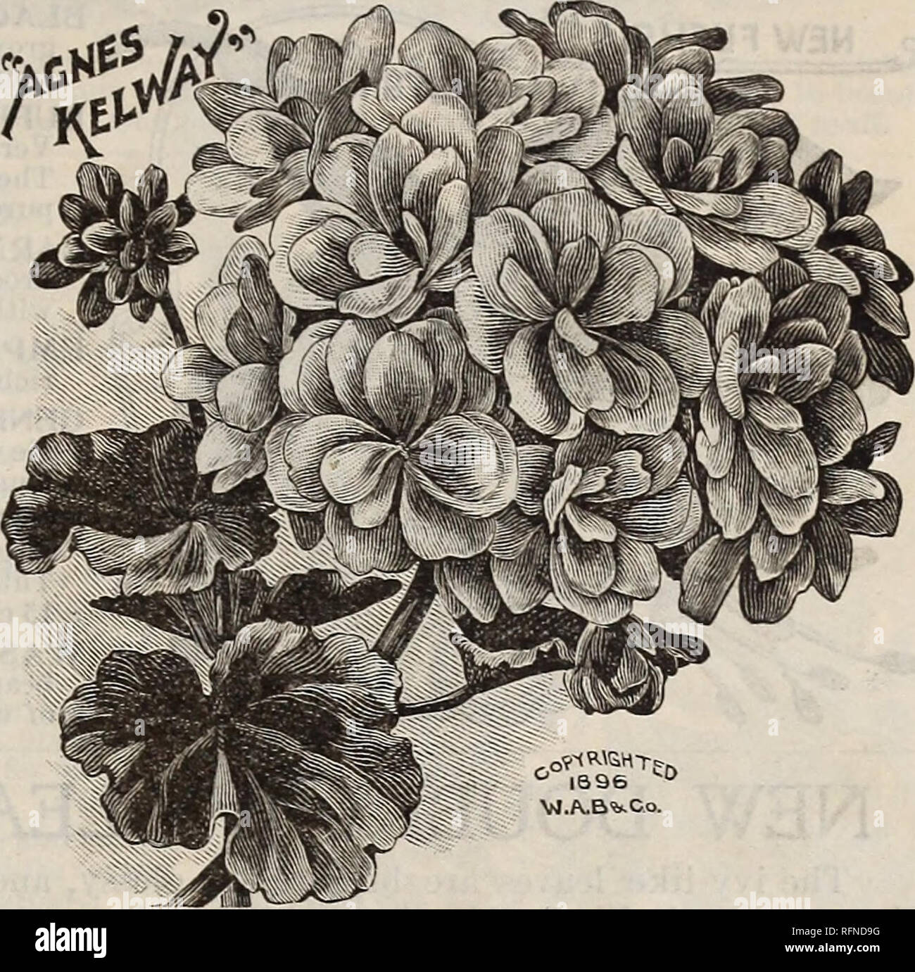 . Burpee's farm annual written at Fordhook Farm. Nurseries (Horticulture) Pennsylvania Philadelphia Catalogs; Vegetables Seeds Catalogs; Plants, Ornamental Catalogs; Flowers Seeds Catalogs. THE BEST GERANIUMS. 137 Six Superb Double GERANIUMS for 50 Cts. To the owners of large collections or to amateurs with space for but a few Geraniums, all of which must be distinct and of the very best, we confidently recommend the six named below as the very finest horticulture has yet produced. They include choice novelties of the year,—and if purchased separately these six would cost ninety =five cents. A Stock Photo
