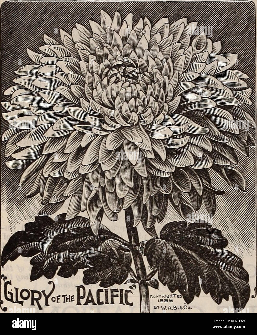 . Burpee's farm annual written at Fordhook Farm. Nurseries (Horticulture) Pennsylvania Philadelphia Catalogs; Vegetables Seeds Catalogs; Plants, Ornamental Catalogs; Flowers Seeds Catalogs. 136 W. ATLEE BURPEE &amp; CO., PHILADELPHIA. Six Grand CHRYSANTHEMUMS for 50 Cts. We have grown an ample stock of the following varieties to make possible this UNEQUALED COLLECTION of Six New and Best Chrysanthemums for 50 Cts. GLORY OF THE PACIFIC. For early autumn flowering in the open ground this is the very best pink. The magnificent large flowers have finely reflexed, broad petals, which show the clear Stock Photo