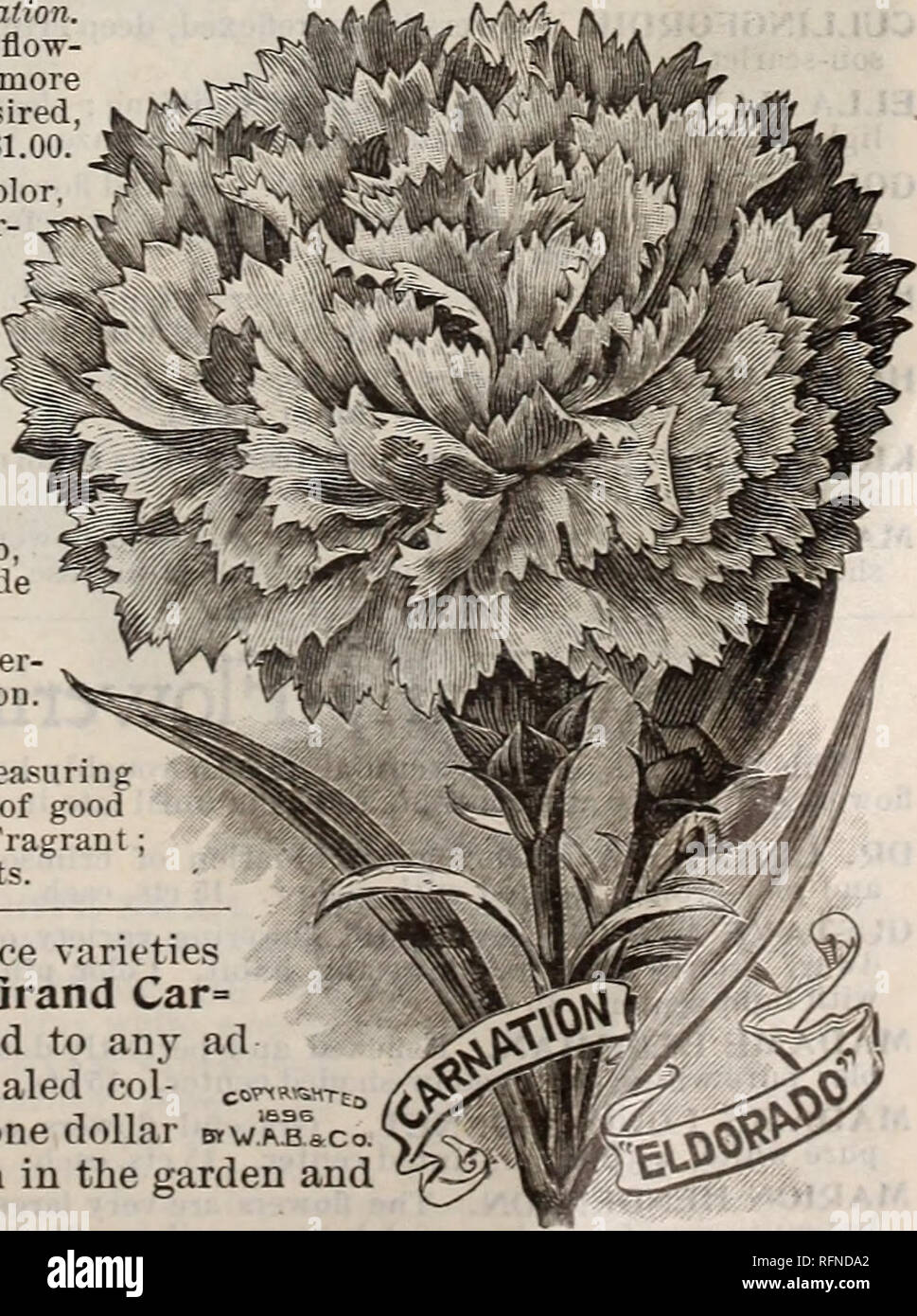 . Burpee's farm annual written at Fordhook Farm. Nurseries (Horticulture) Pennsylvania Philadelphia Catalogs; Vegetables Seeds Catalogs; Plants, Ornamental Catalogs; Flowers Seeds Catalogs. CHOICE CARNATIONS FOR 50 CTS- With the change of one variety, this is the same collection that was so popular t year. Our idea in making up these compact and popular plant col- lections is to select varieties each of which shall be so good and distinct that the purchaser will want them all. The prices also are low aud popular, while the plants are strong and well-rooted, all ready to begin blooming. With ea Stock Photo