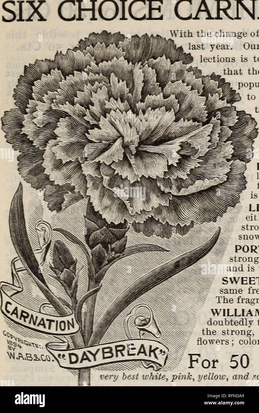 . Burpee's farm annual written at Fordhook Farm. Nurseries (Horticulture) Pennsylvania Philadelphia Catalogs; Vegetables Seeds Catalogs; Plants, Ornamental Catalogs; Flowers Seeds Catalogs. TWELVE CHOICE CARNATIONS. 135. CHOICE CARNATIONS FOR 50 CTS- With the change of one variety, this is the same collection that was so popular t year. Our idea in making up these compact and popular plant col- lections is to select varieties each of which shall be so good and distinct that the purchaser will want them all. The prices also are low aud popular, while the plants are strong and well-rooted, all r Stock Photo