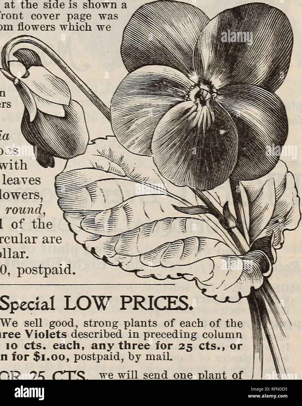 . Burpee's farm annual written at Fordhook Farm. Nurseries (Horticulture) Pennsylvania Philadelphia Catalogs; Vegetables Seeds Catalogs; Plants, Ornamental Catalogs; Flowers Seeds Catalogs. New French Violet, PRINCESS OF WALES. The illustration above shows the habit of growth, while at the side is shown a single flower of average size. The beautiful bunch on front cover page was painted by the famous French artist, Paul de LongprÂ£, from flowers which we sent last spring. When the PRINCESS OF WALES was first announced in France, upon reading the description of the introducers, whom we had know Stock Photo