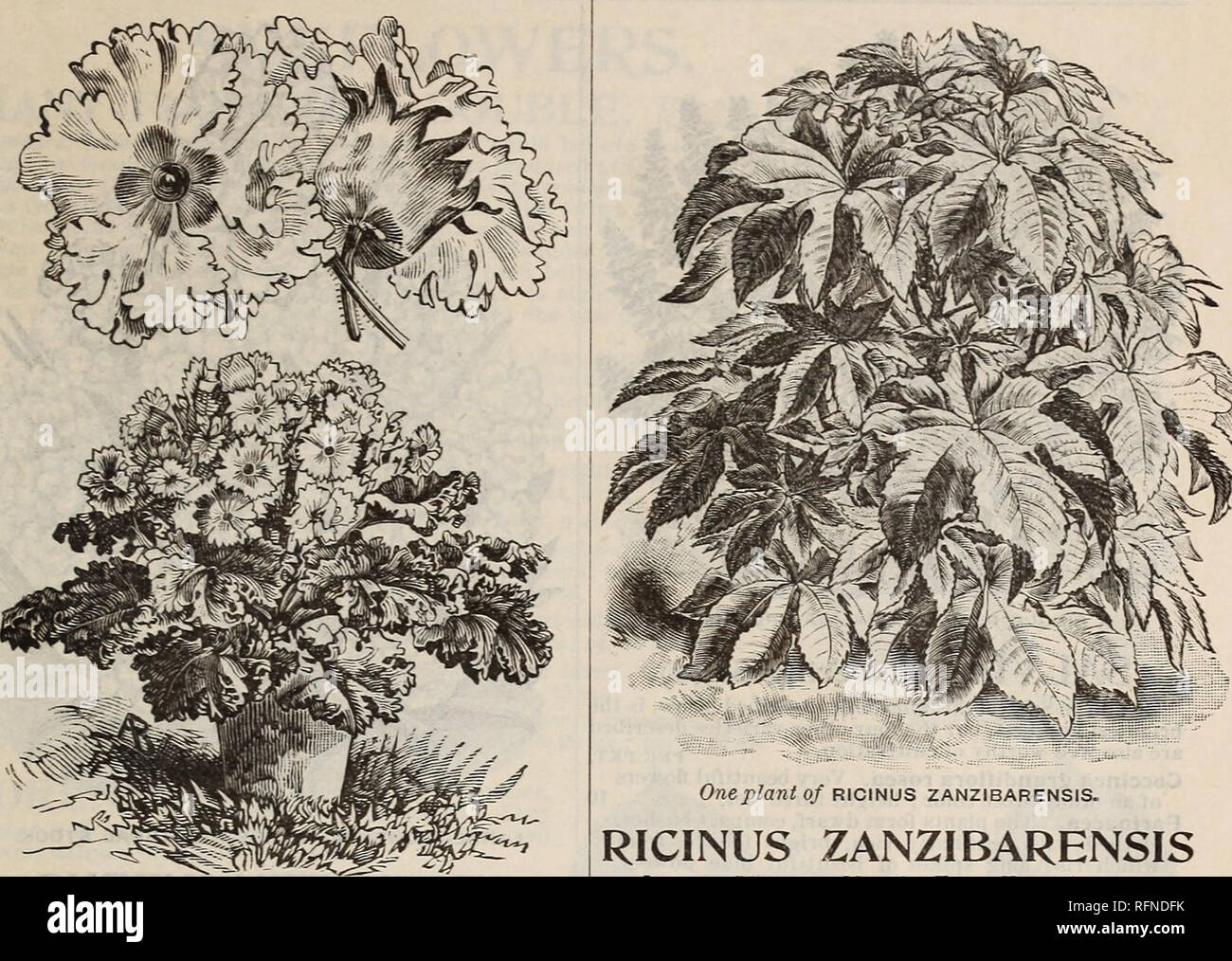 . Burpee's farm annual written at Fordhook Farm. Nurseries (Horticulture) Pennsylvania Philadelphia Catalogs; Vegetables Seeds Catalogs; Plants, Ornamental Catalogs; Flowers Seeds Catalogs. FORDHOOK FLOWER SEEDS. 121. PRIMULA FIMBRIATA—SINGLE CHINESE PRIMROSE. PRIMULA SINENSIS FIMBRIATA. FRINGED CHINESE PRIMROSE. The Chinese Primrose is the most beautiful and satisfac- tory of all house plants for winter blooming, and is as easily grown as a Geranium. They are raised so easily that every flower-lover should hare a magnificent display of these brightest and best of all winter flowers in the hou Stock Photo