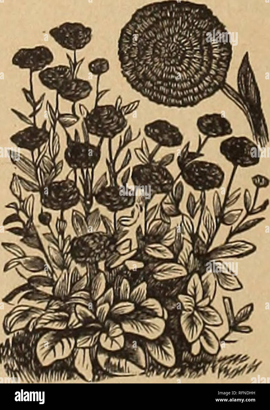 . Nebraska Seed Co.'s annual catalogue : reliable garden and farm seeds. Nursery stock Nebraska Omaha Catalogs; Flowers Seeds Catalogs; Vegetables Seeds Catalogs. 28. Bellis, double, mixed.. .10c CALANDRIN1A. Fine dwarfplants for growing in masses. They are well suited for edgings, rockeries and clumps. Tender, annual but per- ennial if protected in winter. One-half to one foot high. 29. Calandrinia, Grandiflora— Rosy lilac 5c 80. Calandrinia, Umbellata— Crimson 5c CALENDULA-Cape Marigold. Attractive and free-blooming, hardy annuals, doing well in al- most any situation. The Pot Marigold, C. P Stock Photo