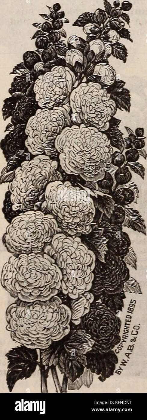 . Burpee's farm annual written at Fordhook Farm. Nurseries (Horticulture) Pennsylvania Philadelphia Catalogs; Vegetables Seeds Catalogs; Plants, Ornamental Catalogs; Flowers Seeds Catalogs. no W. ATLEE BURPEE &amp; CO., PHILADELPHIA. The top portion of a single flower-cluster, from a Photograph, o/LEMOlNE'S NEW GIANT hybrid HELIOTROPE. New Heliotrope —ticmoine's Giant Hybrids. Should we devote this entire page to an illustration it would fail to give an adequate idea of the grand size and rare beauty of the flower-heads of this wonderful novelty. On one mammoth flower-head we counted twelve th Stock Photo